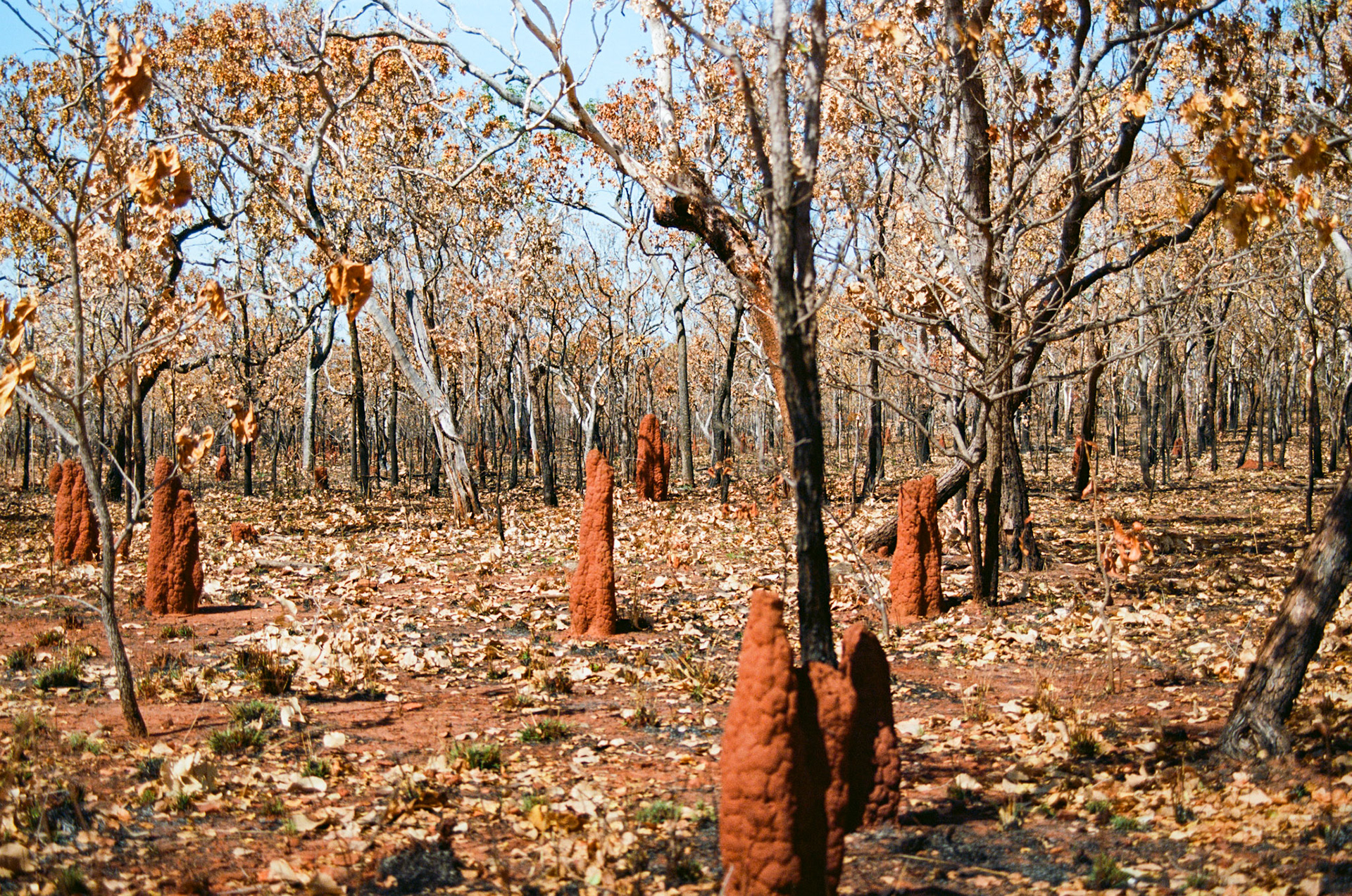 Kodak Ektar 100
