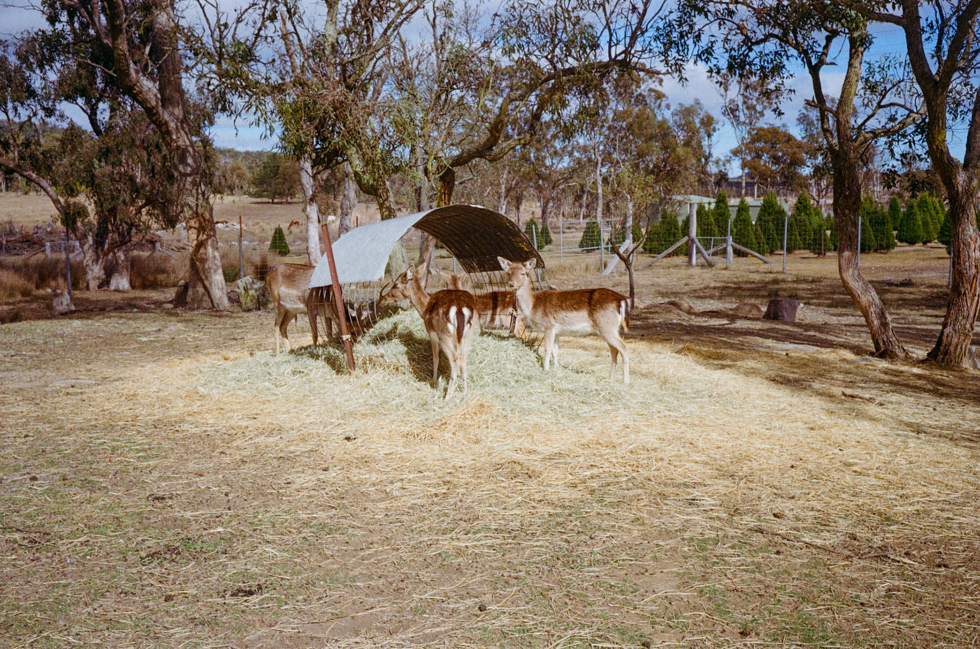 Kodak Gold 200
