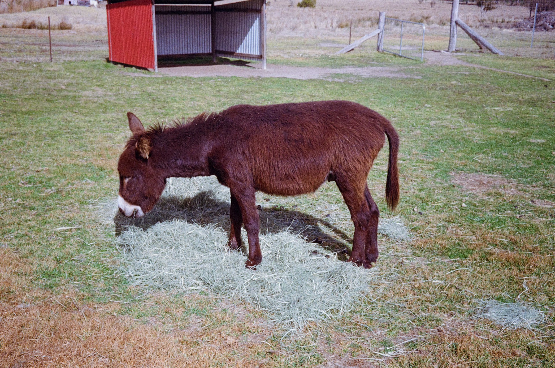Kodak Gold 200