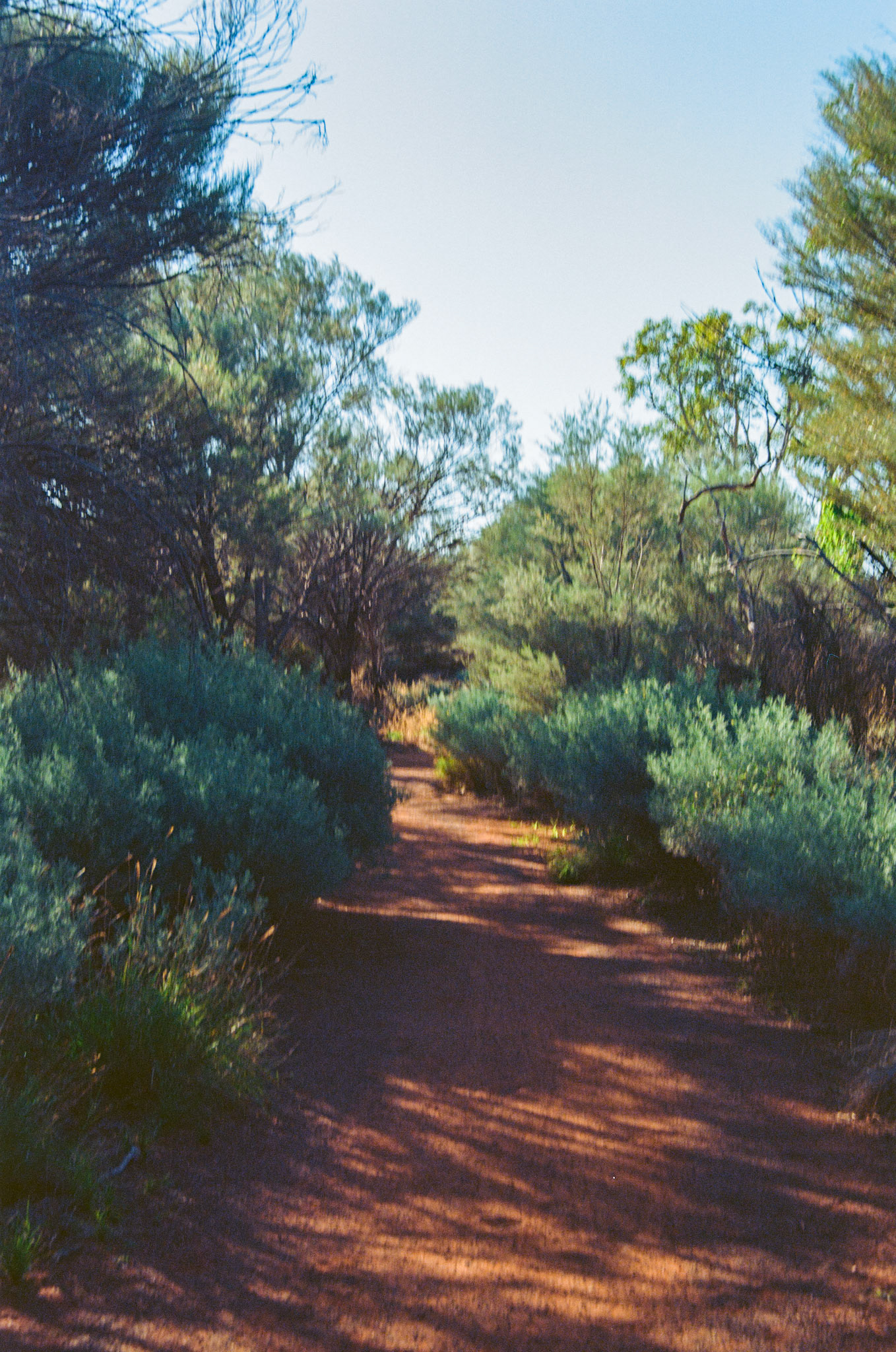 Kodak Ektar 100