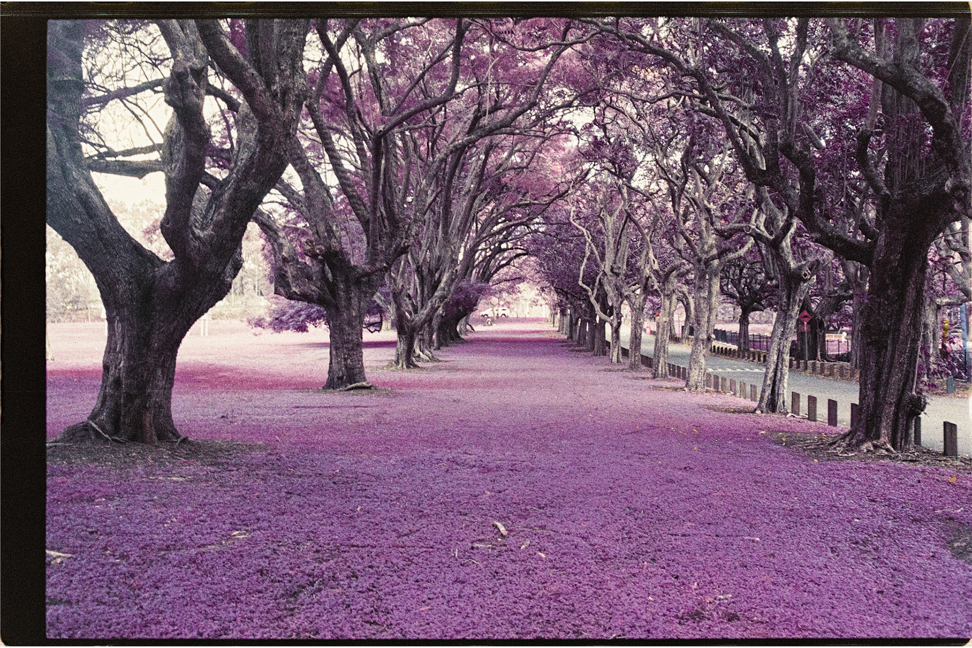 Lomochrome Purple 200