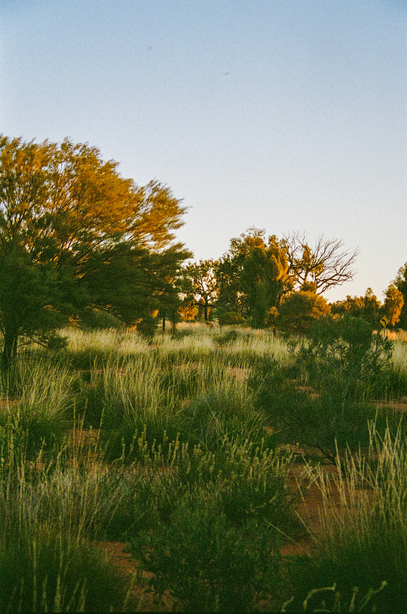 Kodak Portra 800