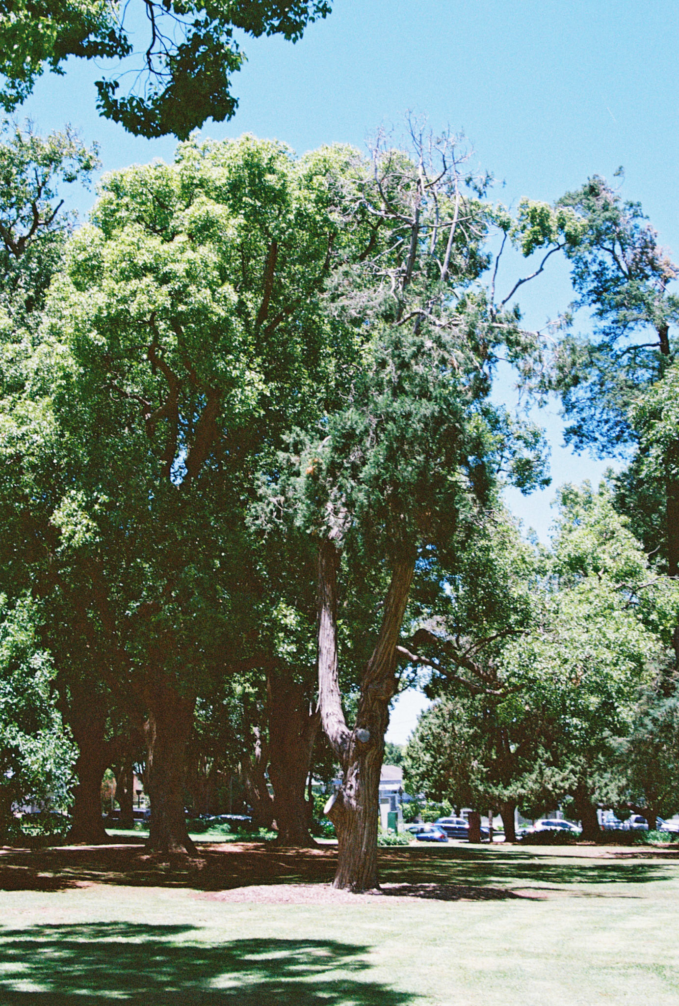 Kodak Ultramax 400
