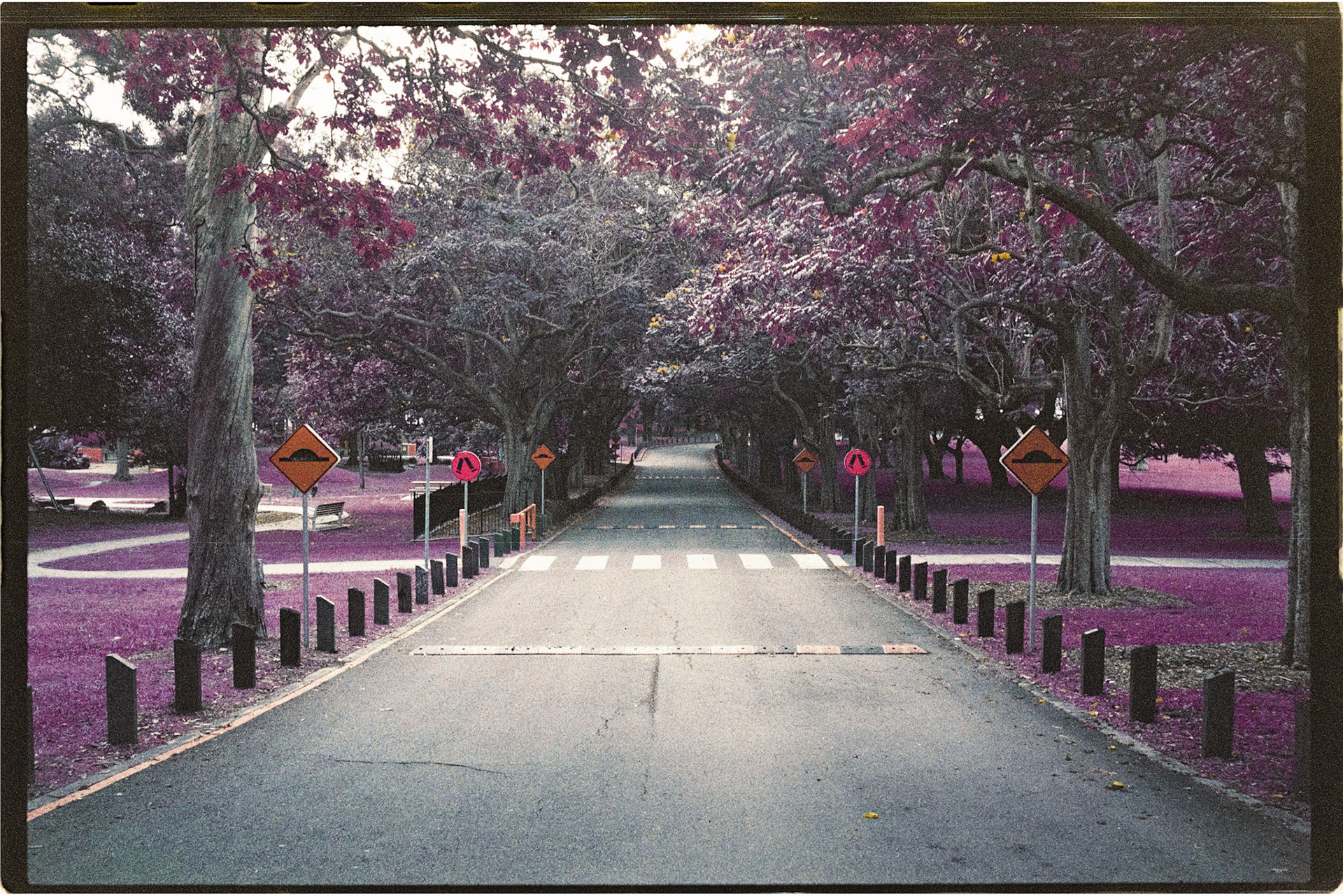 Lomochrome Purple 200