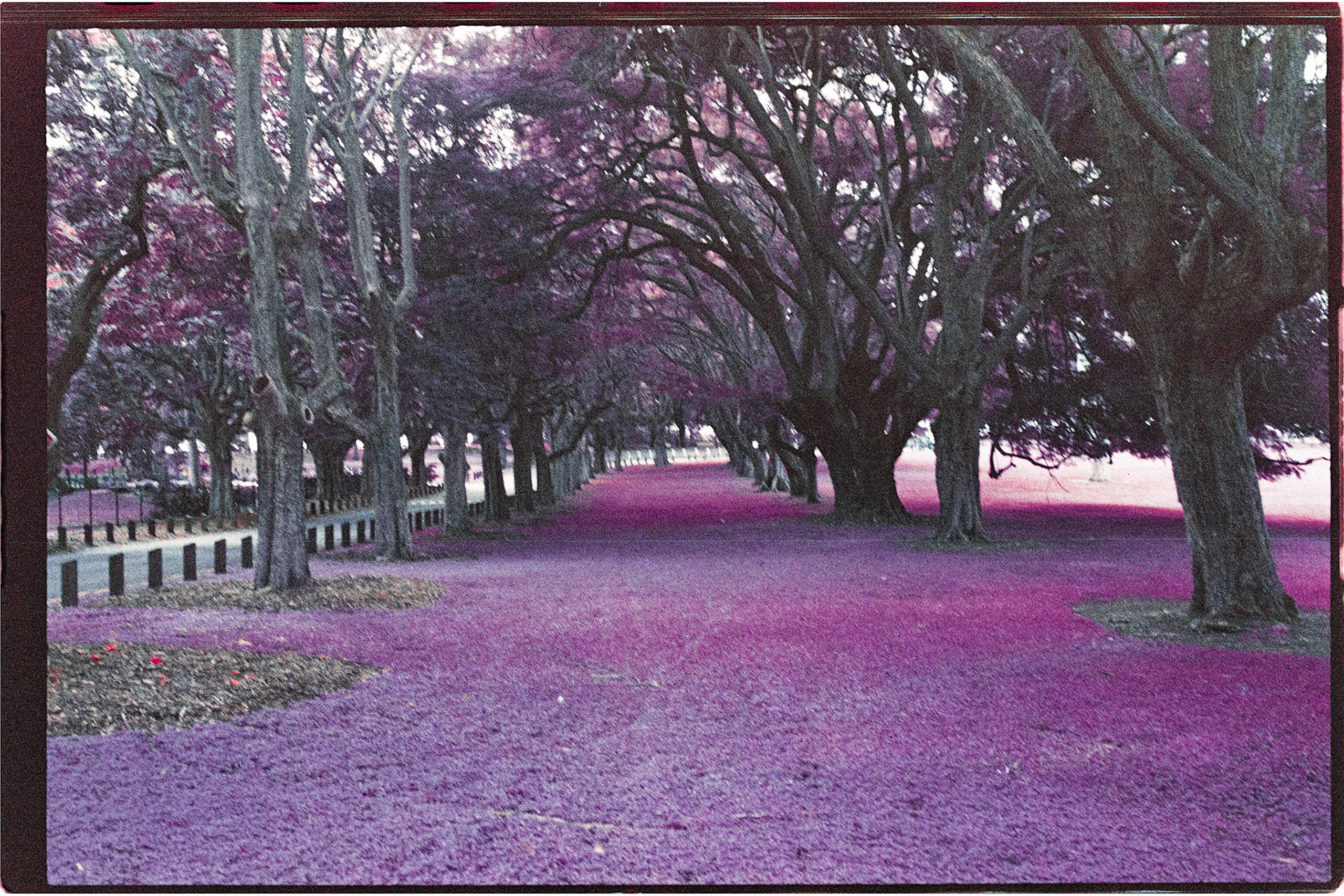 Lomochrome Purple 200