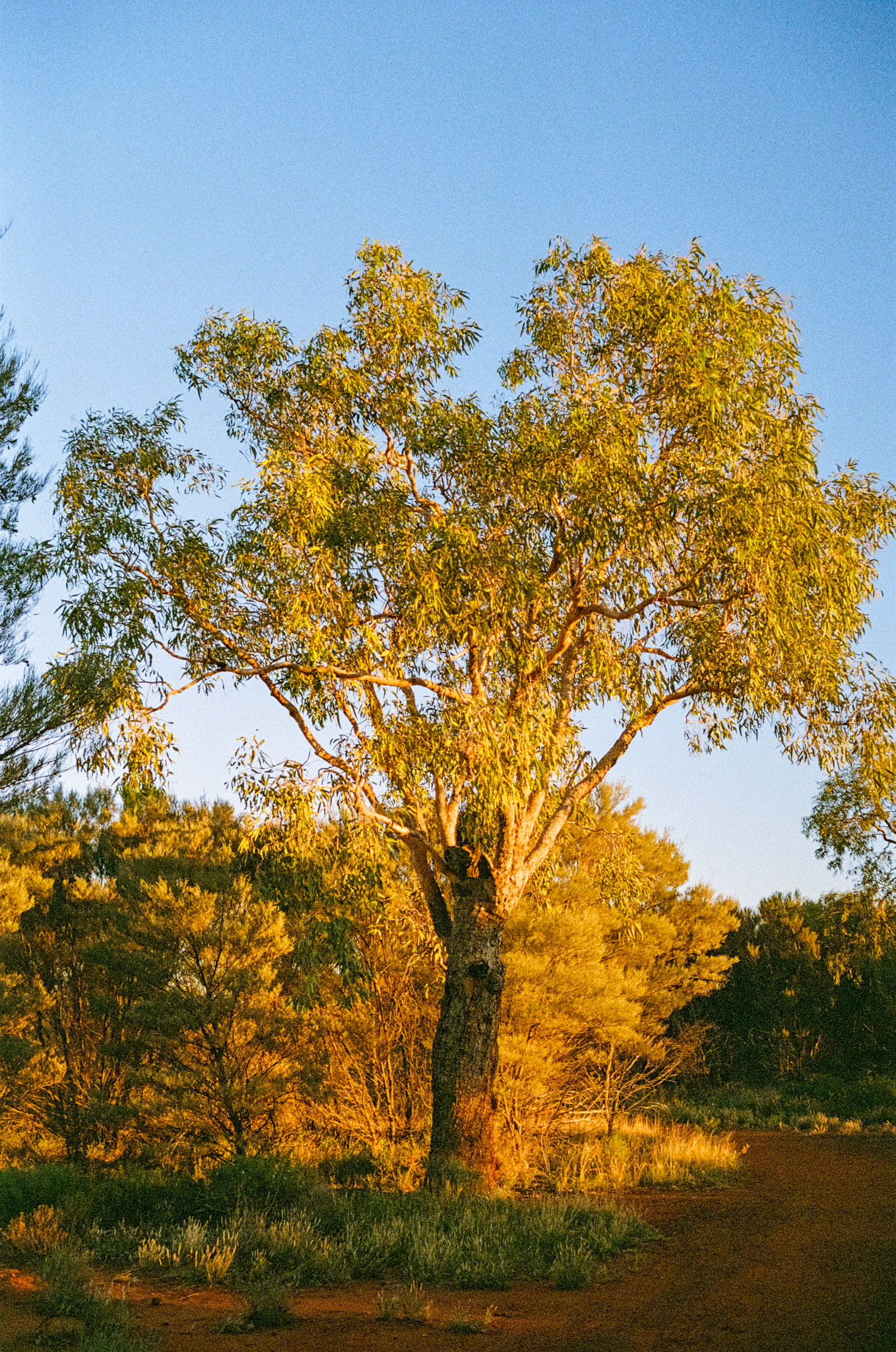 Kodak Portra 800