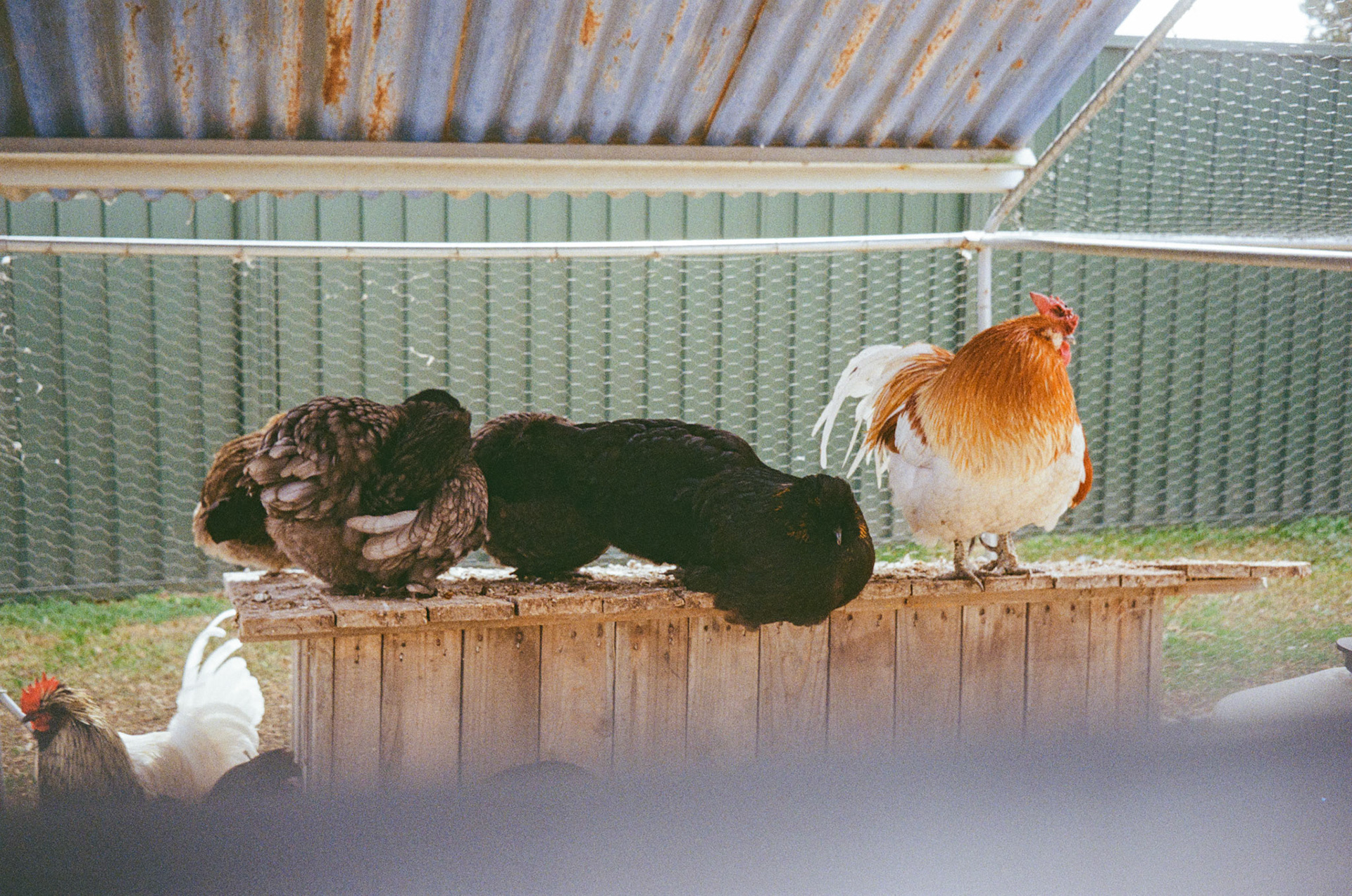 Kodak Gold 200