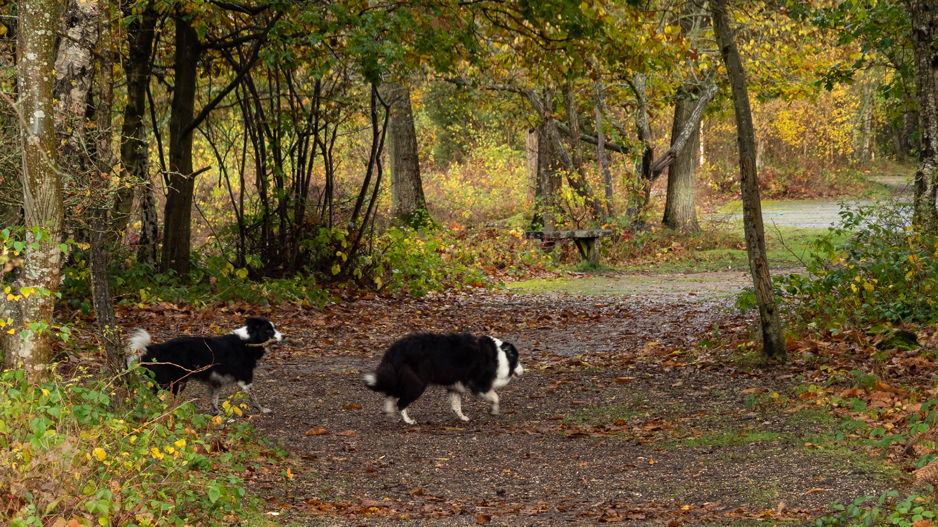 Snelsmore Common