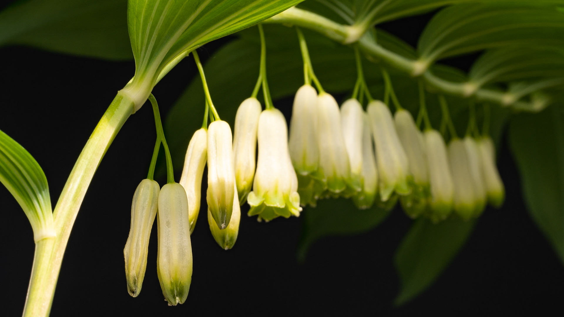 Solomon's seal (Polygonatum multiflorum ), May 2020
