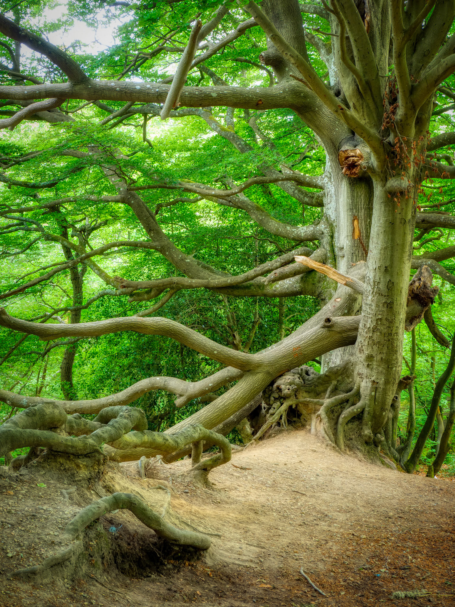 Snelsmore Common, June 2020
