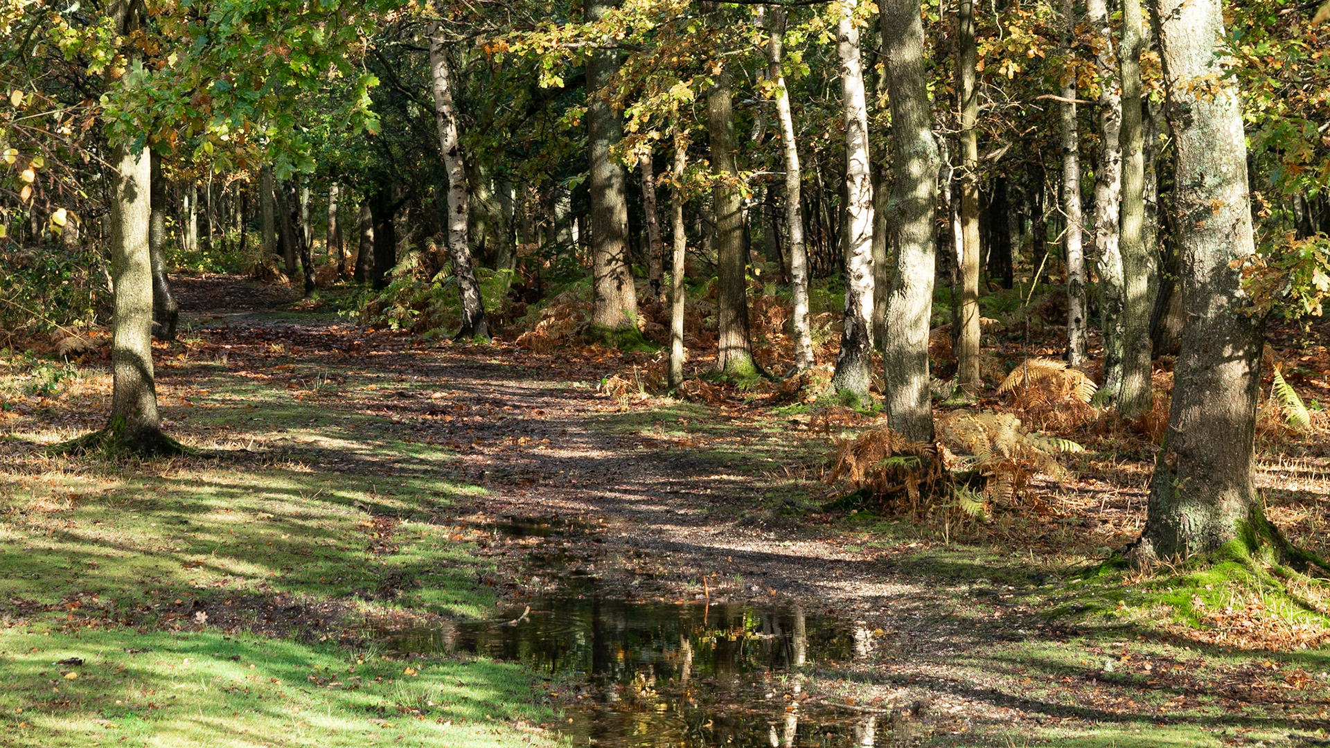 Snelsmore Common