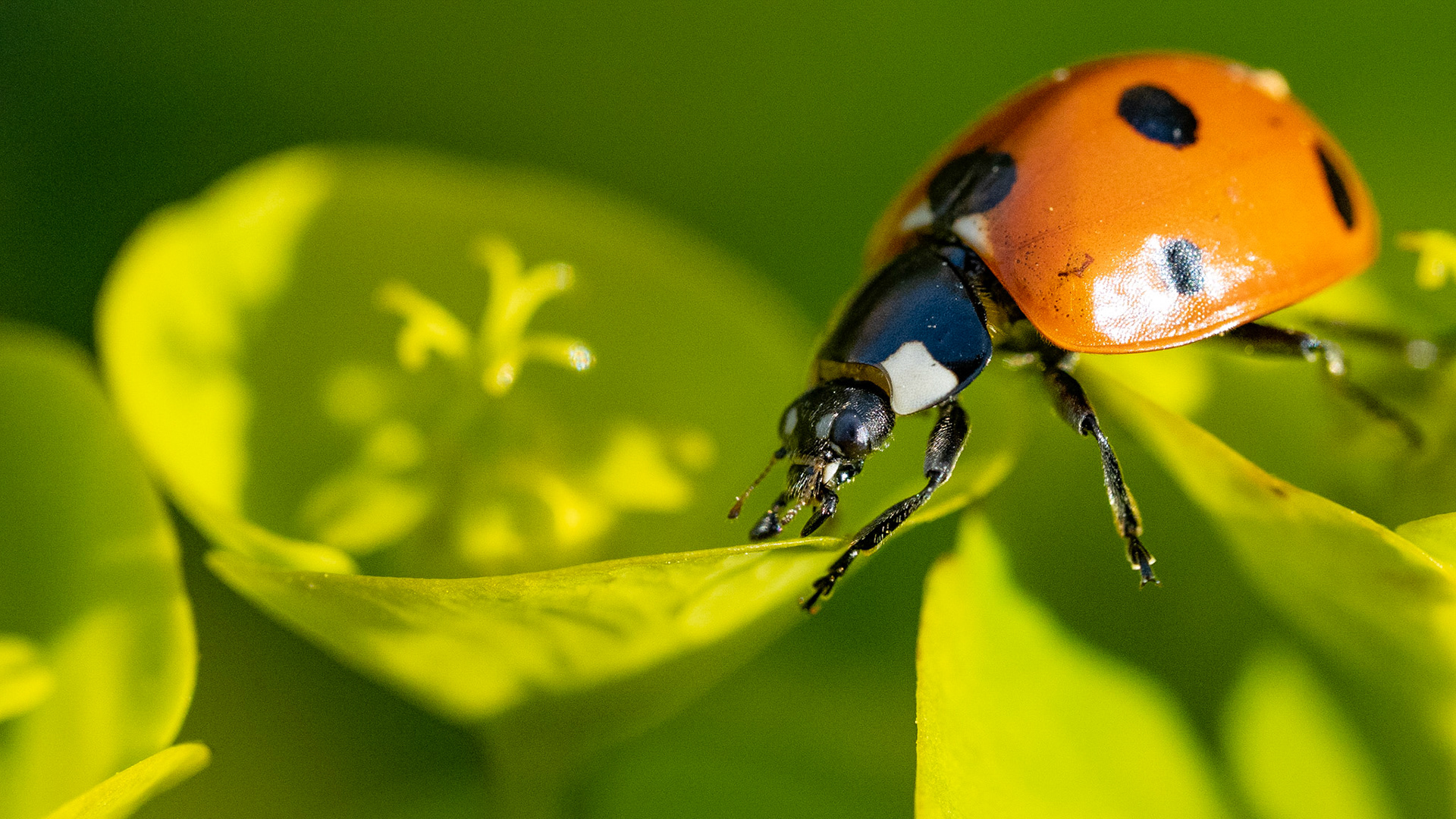 Ladybird in Lockdown, April 2020