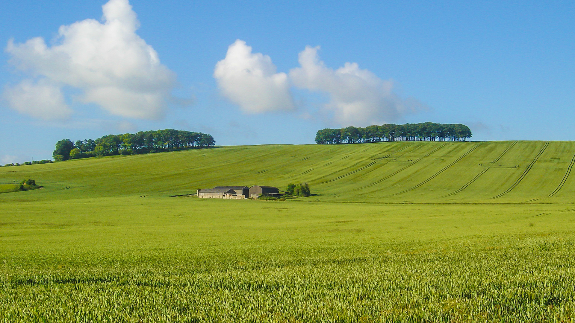 Letcombe Bassett ridge, June 2004