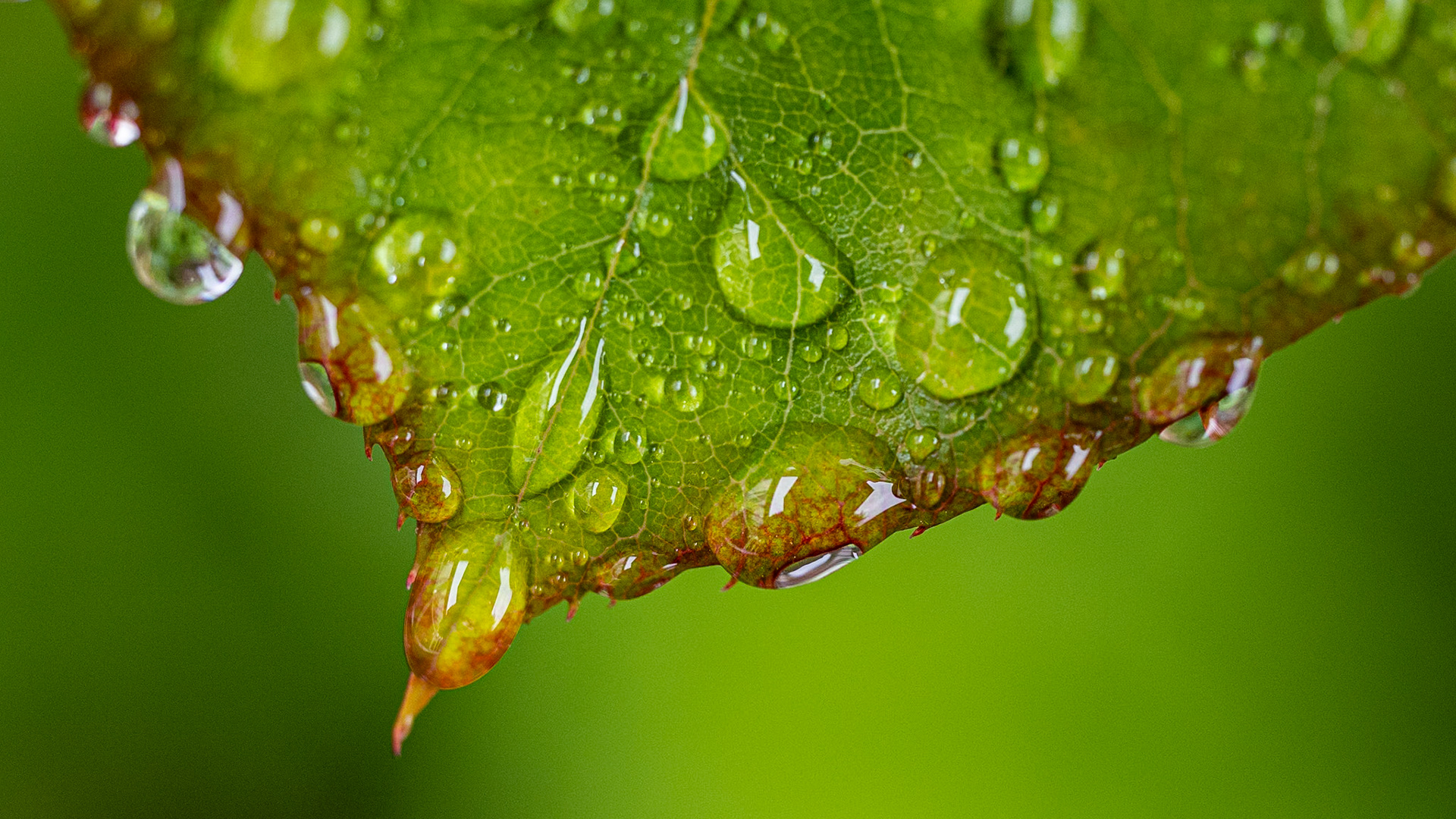 Wet leaf in our back garden