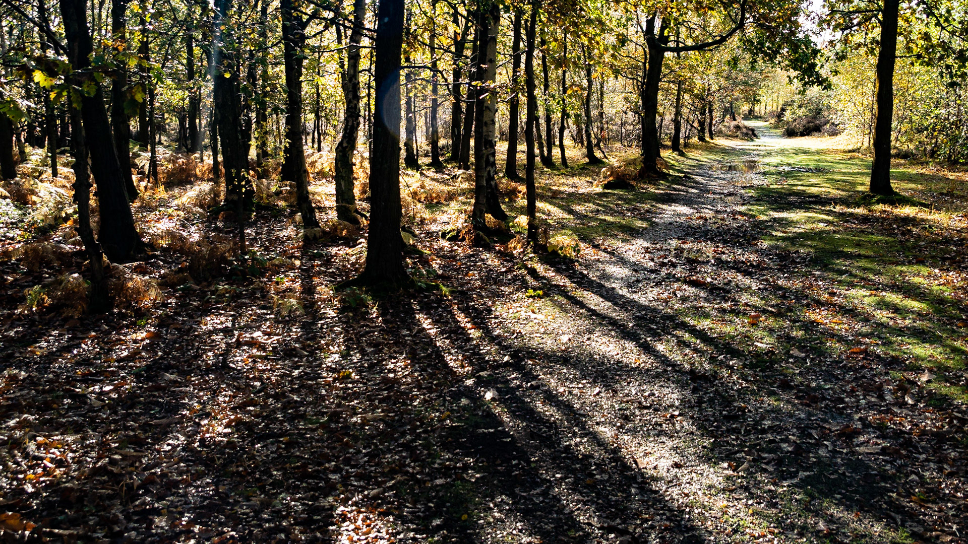 Snelsmore Common