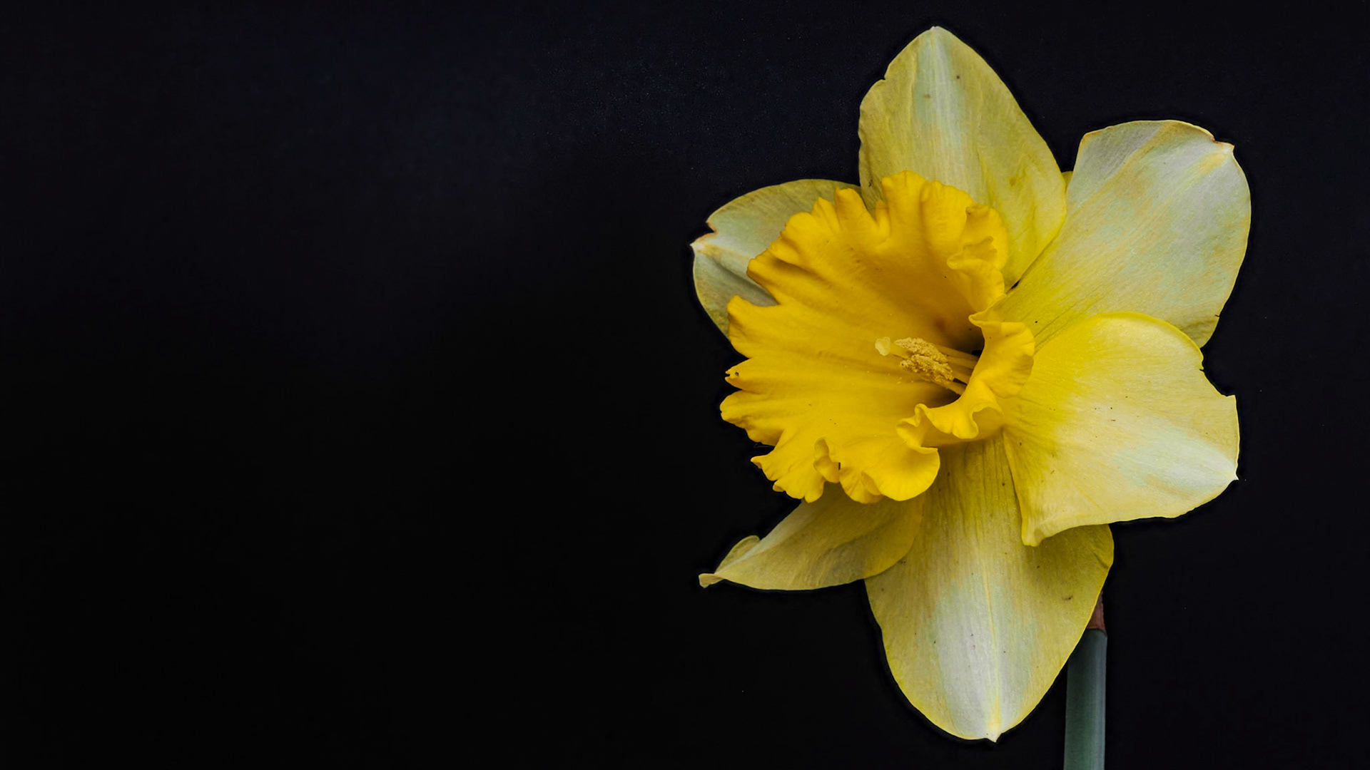 A daffodil, April 2023