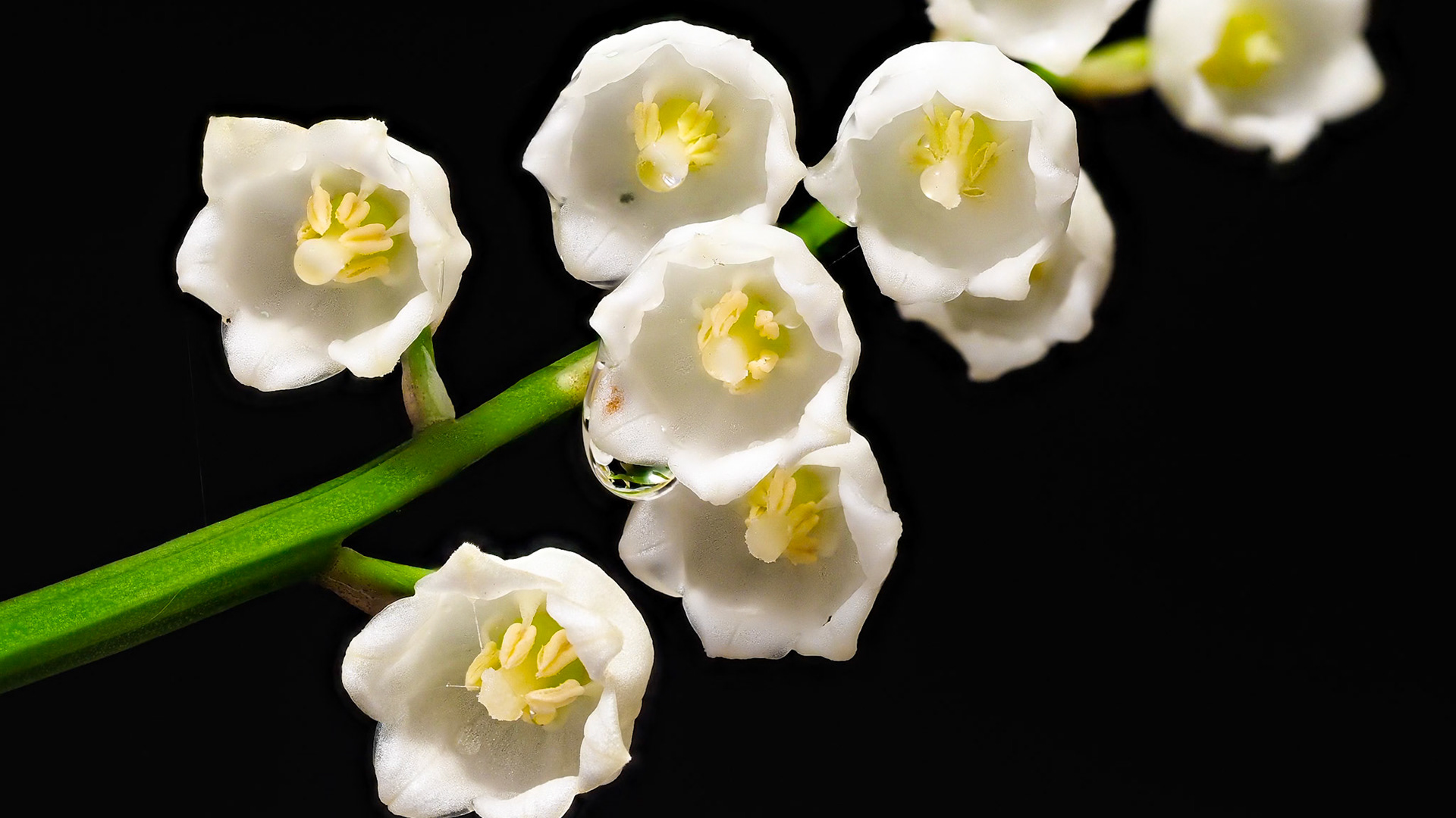 Lily of the Valley, April 2020