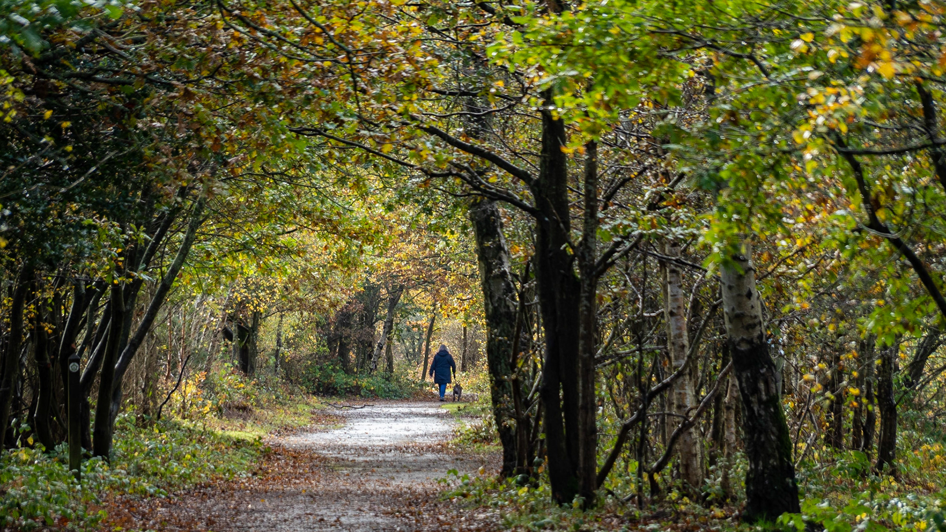 Snelsmore Common