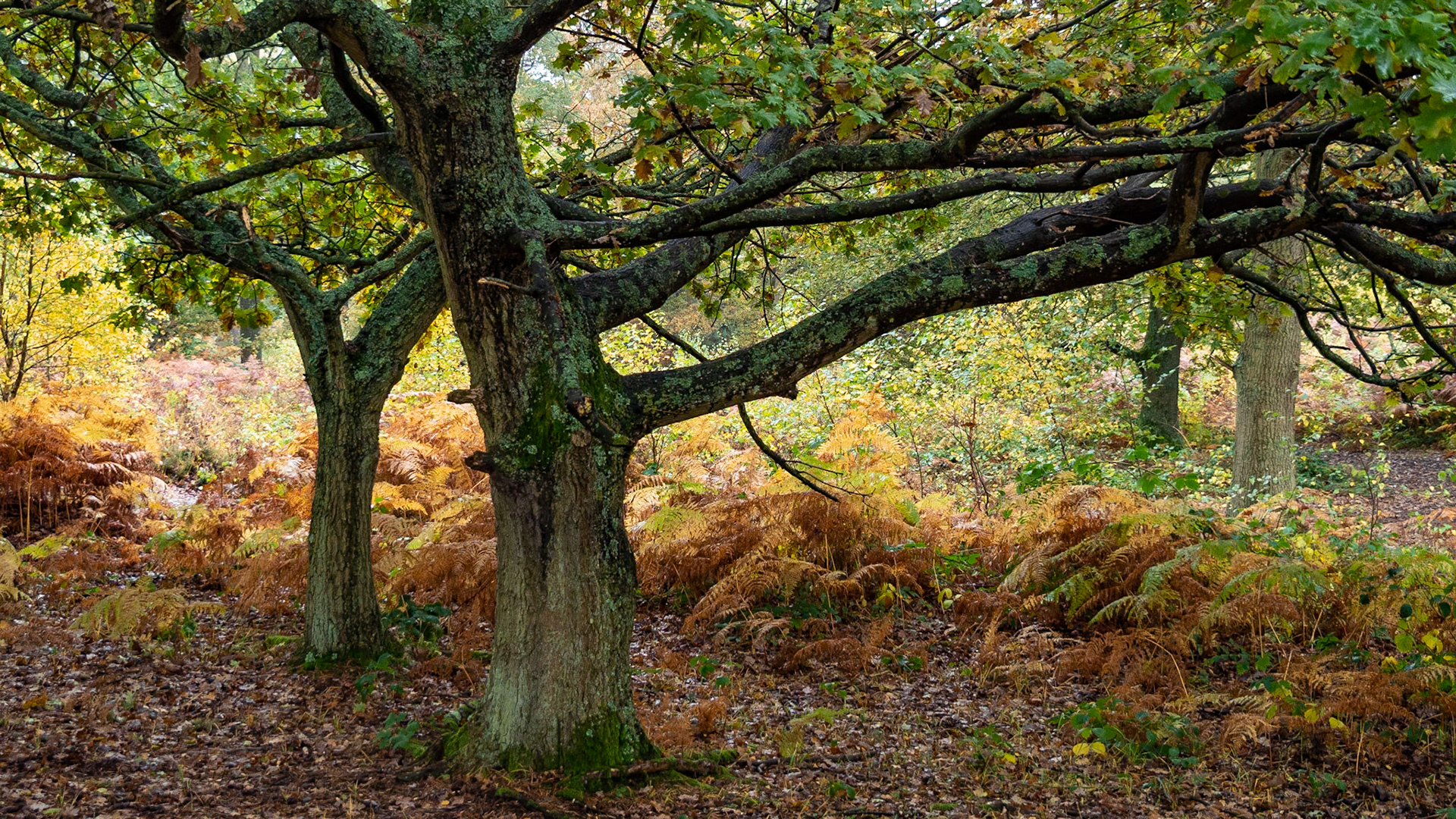 Snelsmore Common