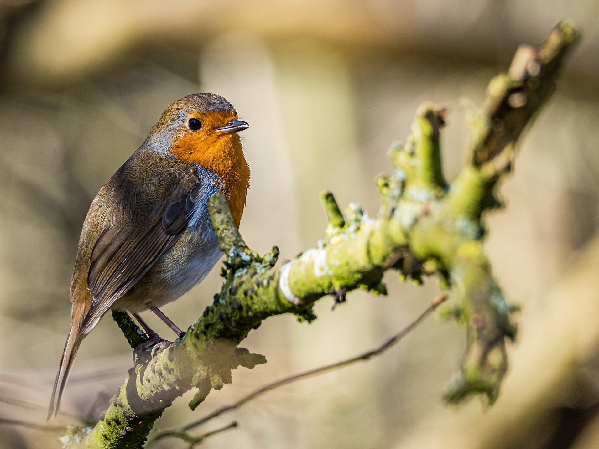 Robin in Besselsleigh Woods, February 2021