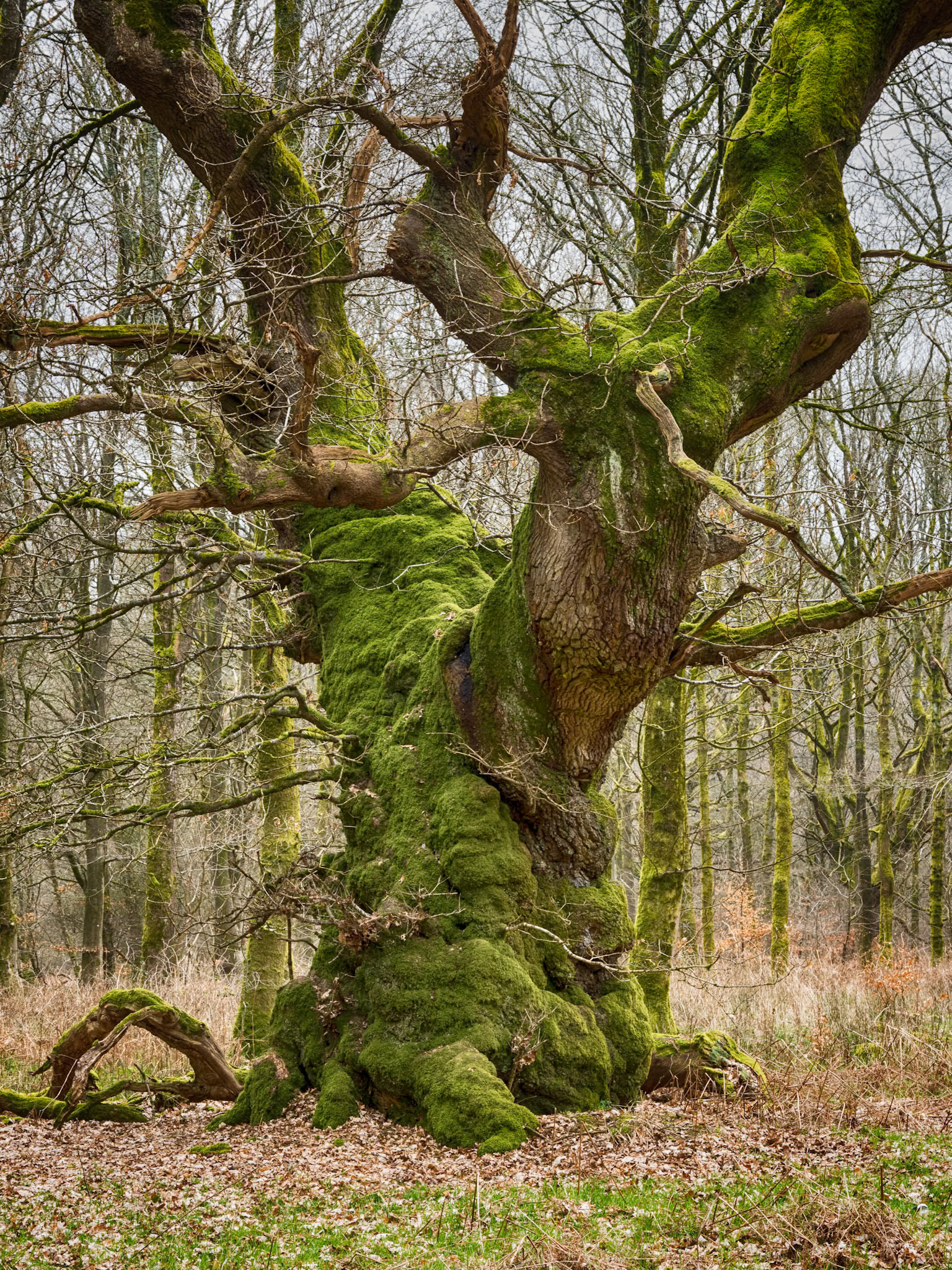 Savernake Forest, March 2021