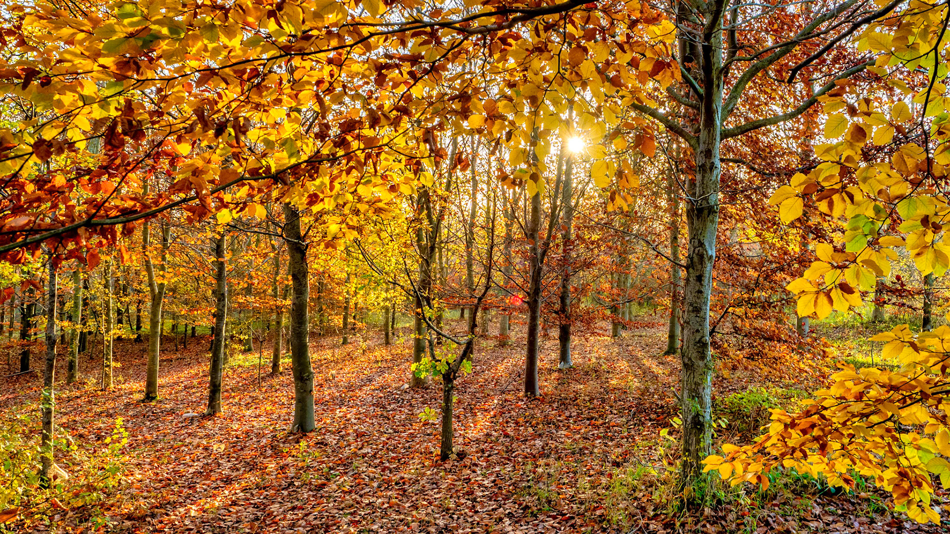 Ardington Woods, November 2019