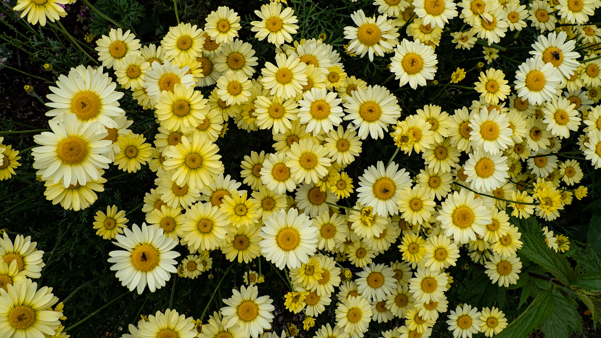 Golden Marguerite, Fellbrigg Hall, Norfolk, July 2020