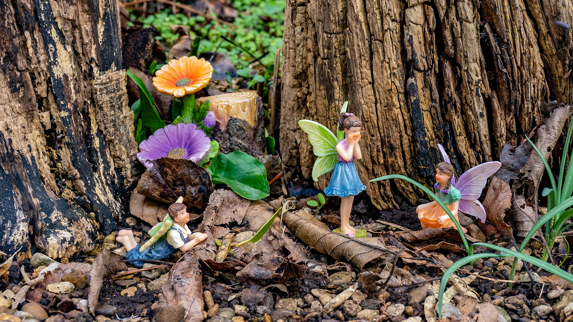 Fairies in our back garden, February 2023