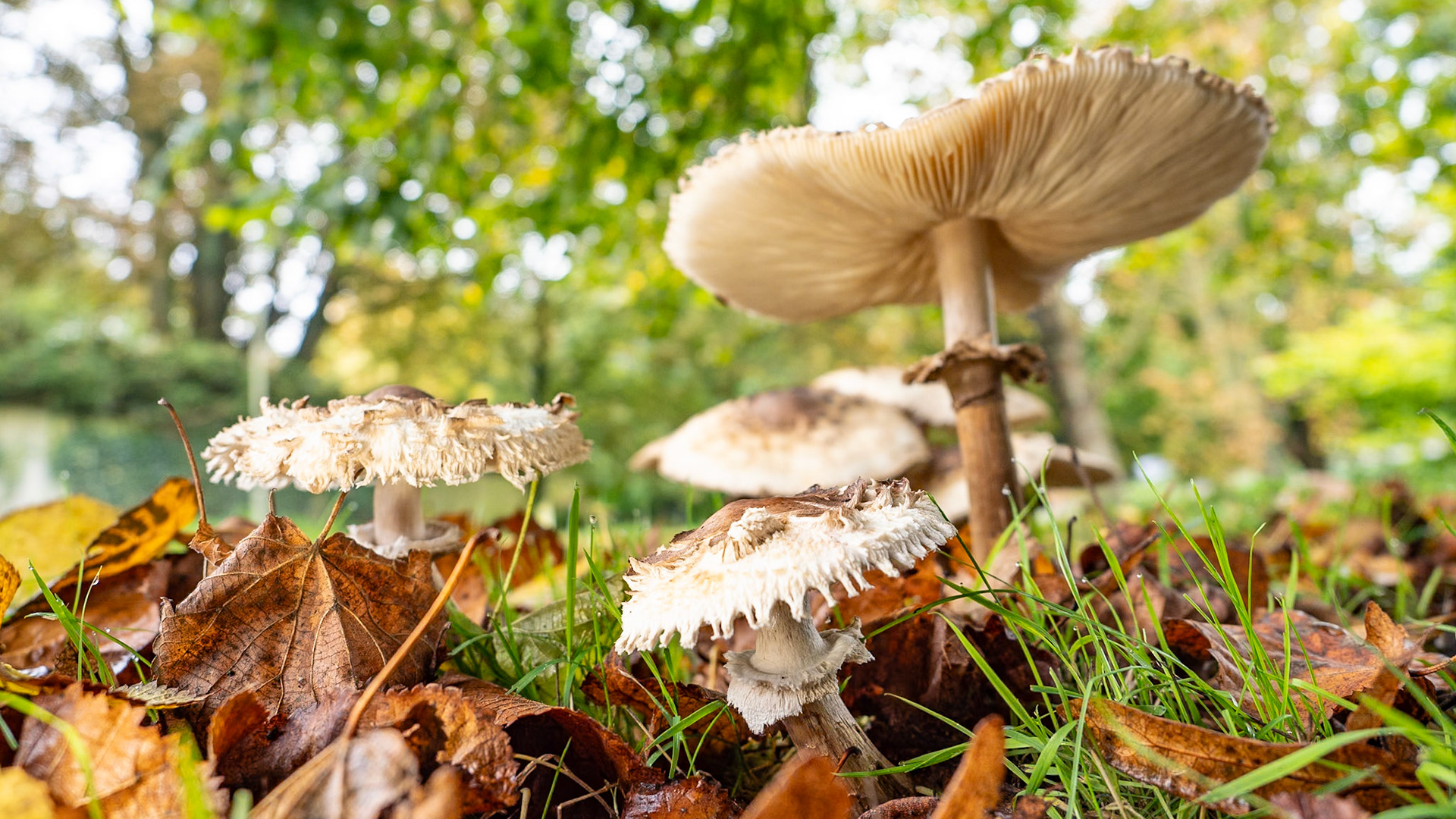 Parasol mushrooms, Wantage, October 2024