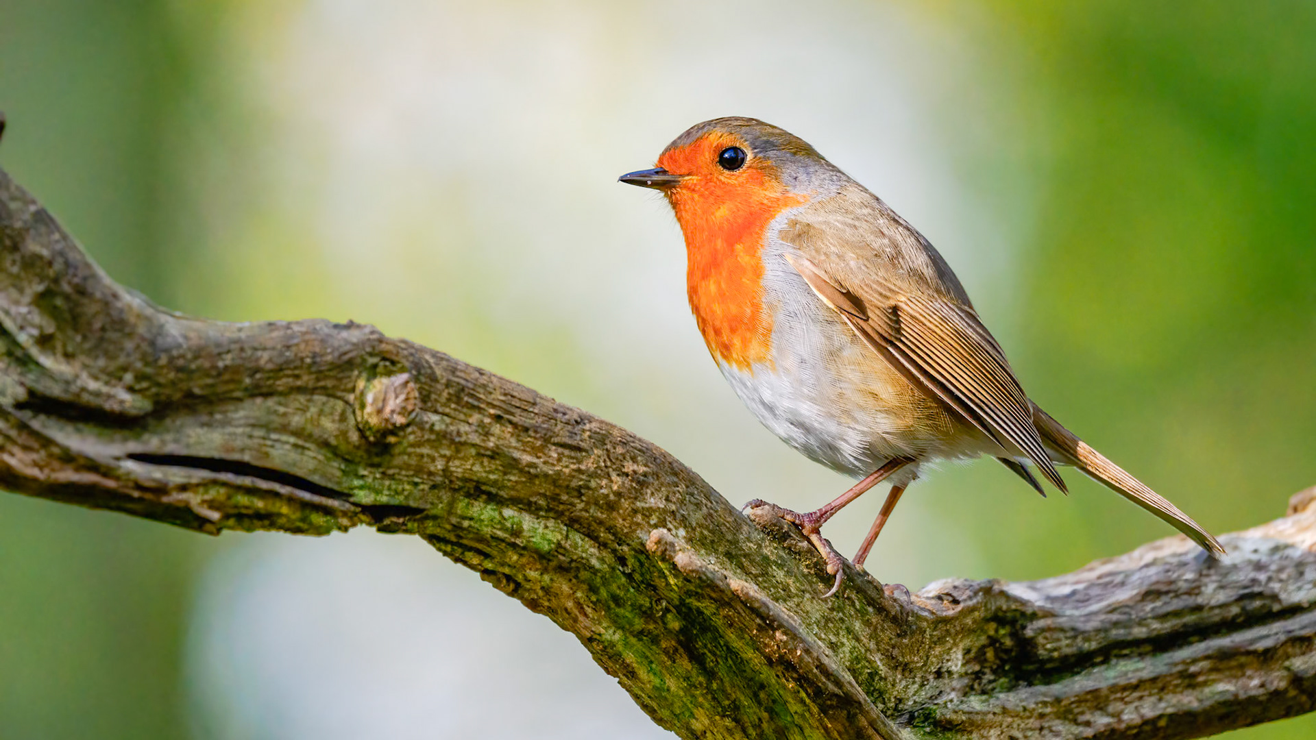 Robin, April 2022
