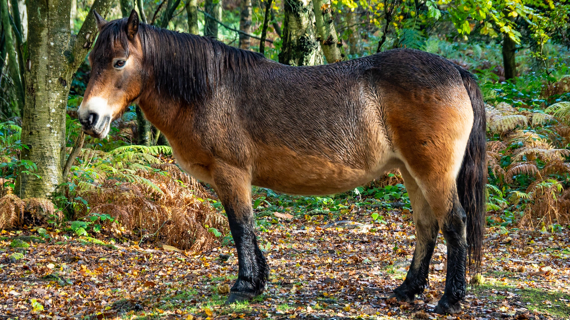 Snelsmore Common