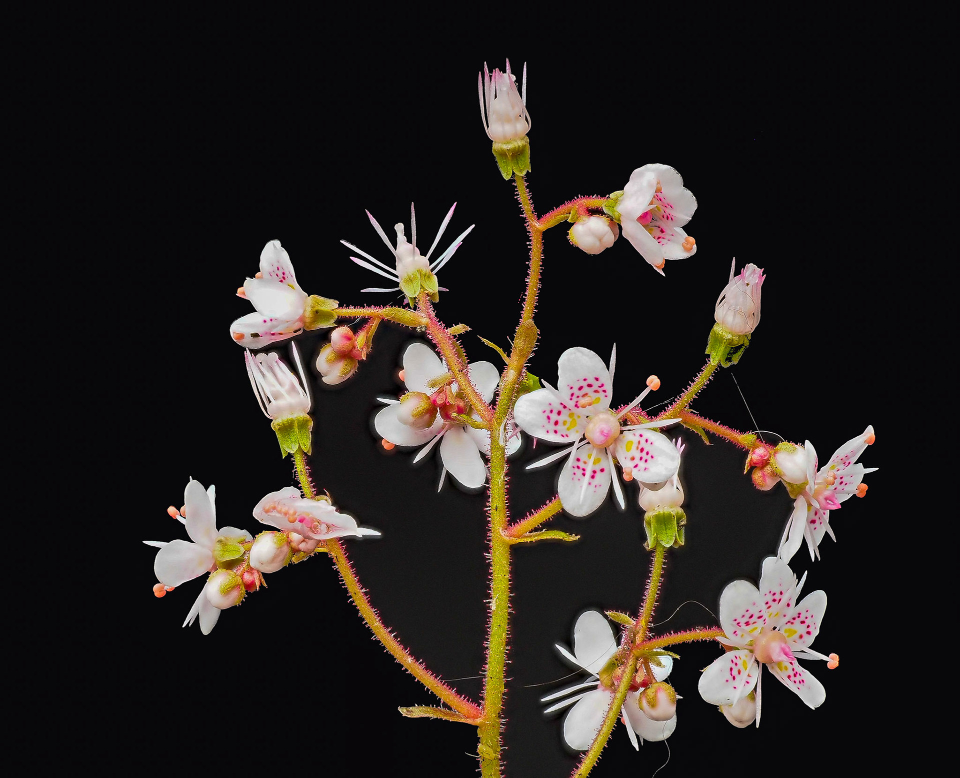 Saxifraga umbrosa (True London Pride), April 2020