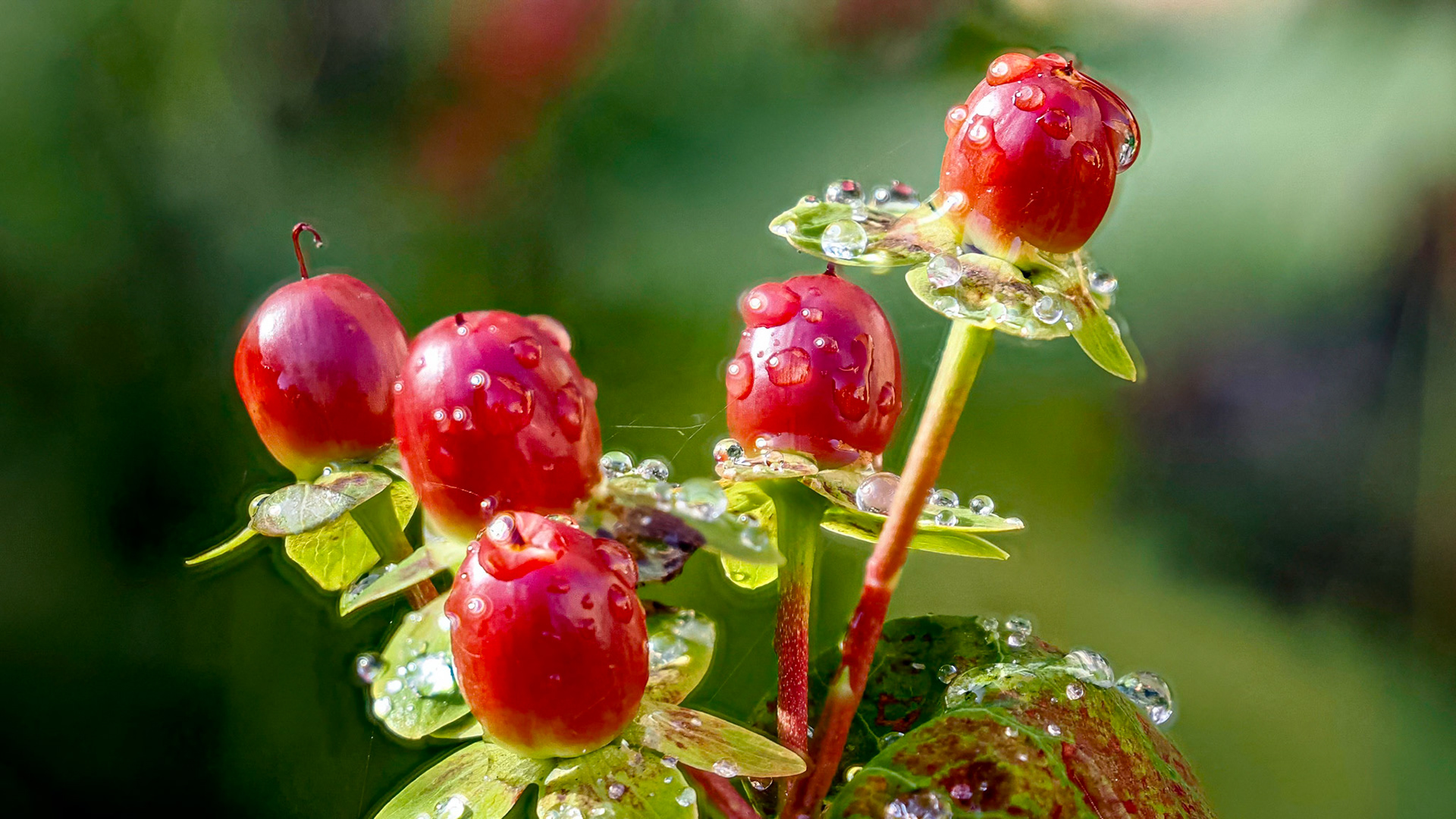St John's Wort (Hypericum), October 2023