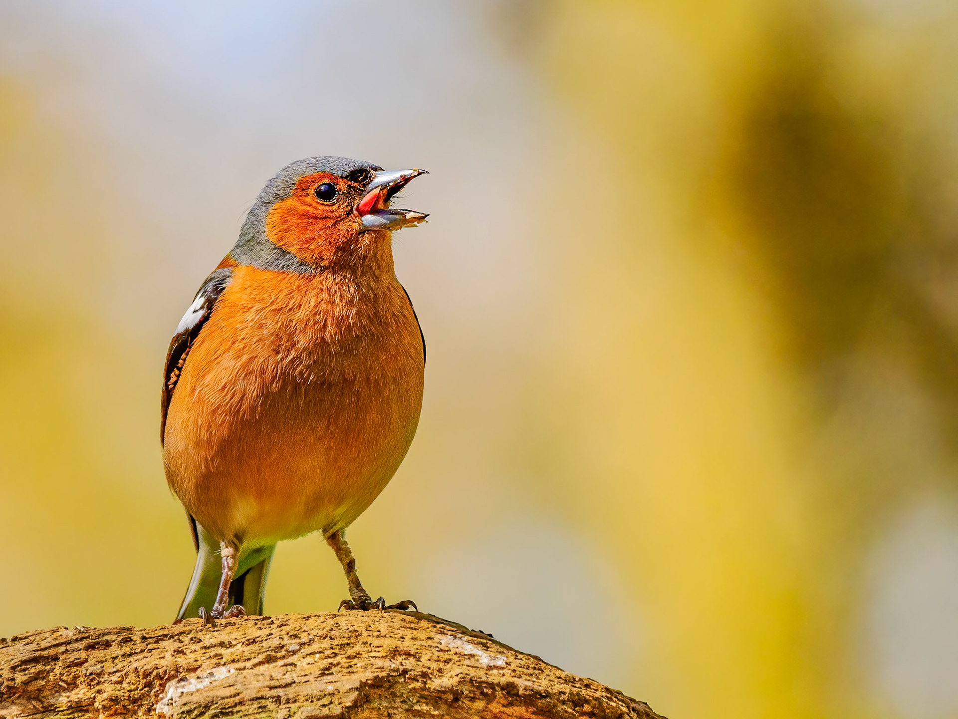 Chaffinch at a bird hide, Bishopstone, April 2022