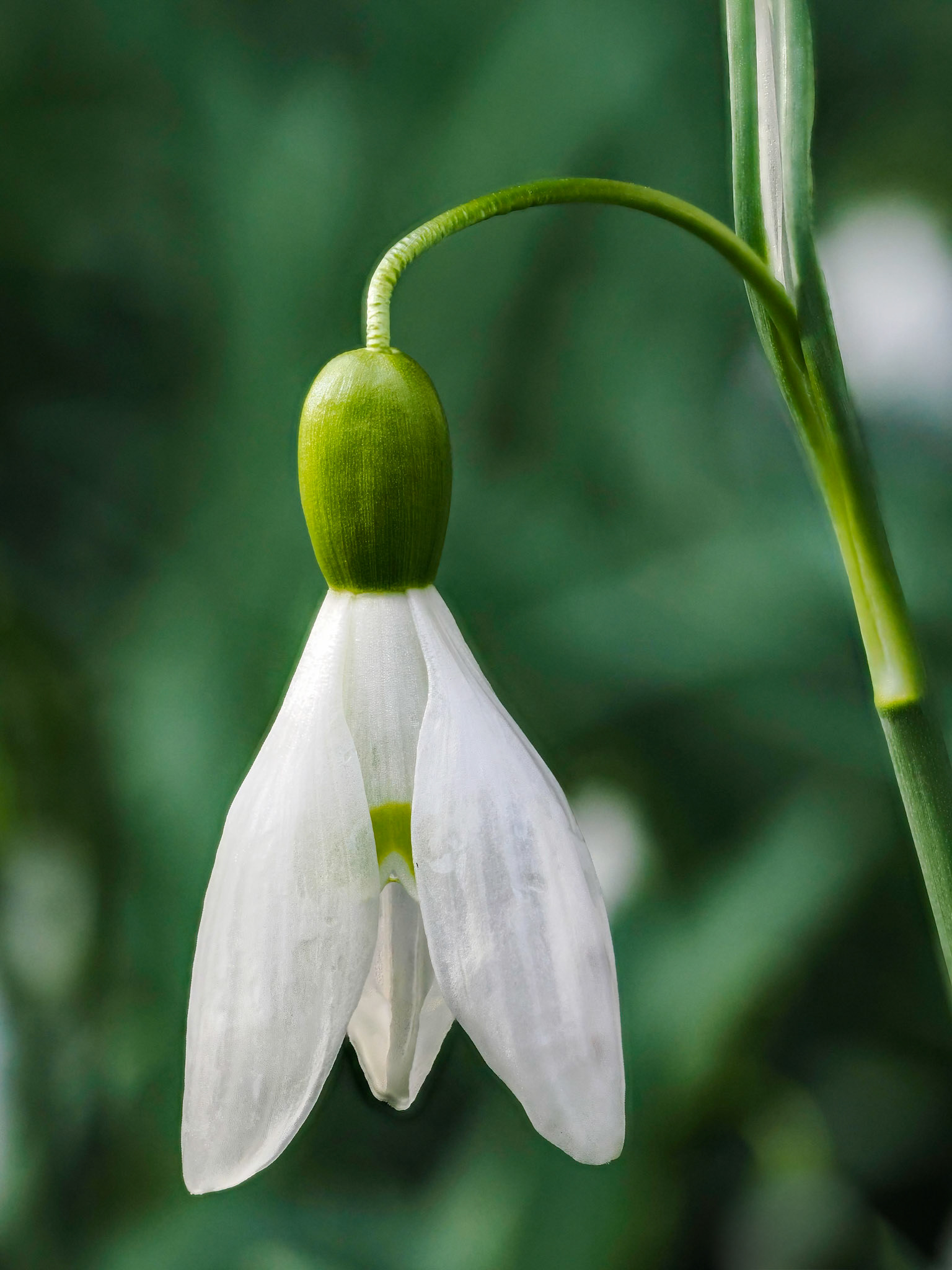 Garden snowdrop, February 2024