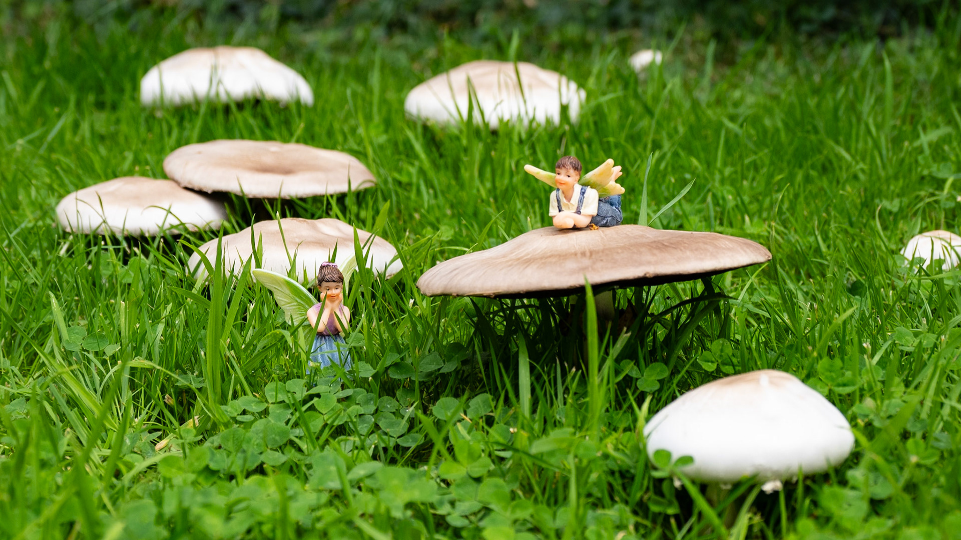 Fairy ring outside our house in Wantage, August 2023