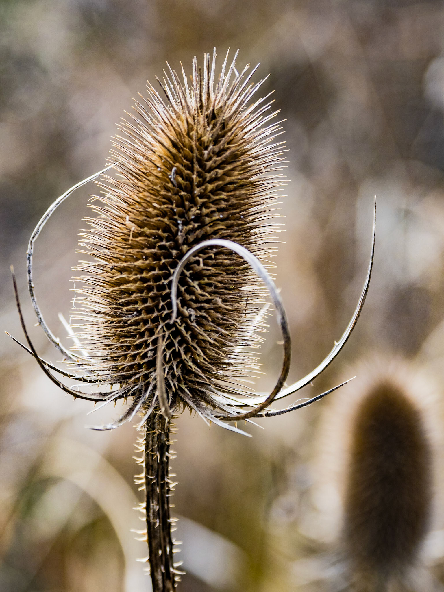 Teasel, Gypsy Lane wood in Grove, February 2021