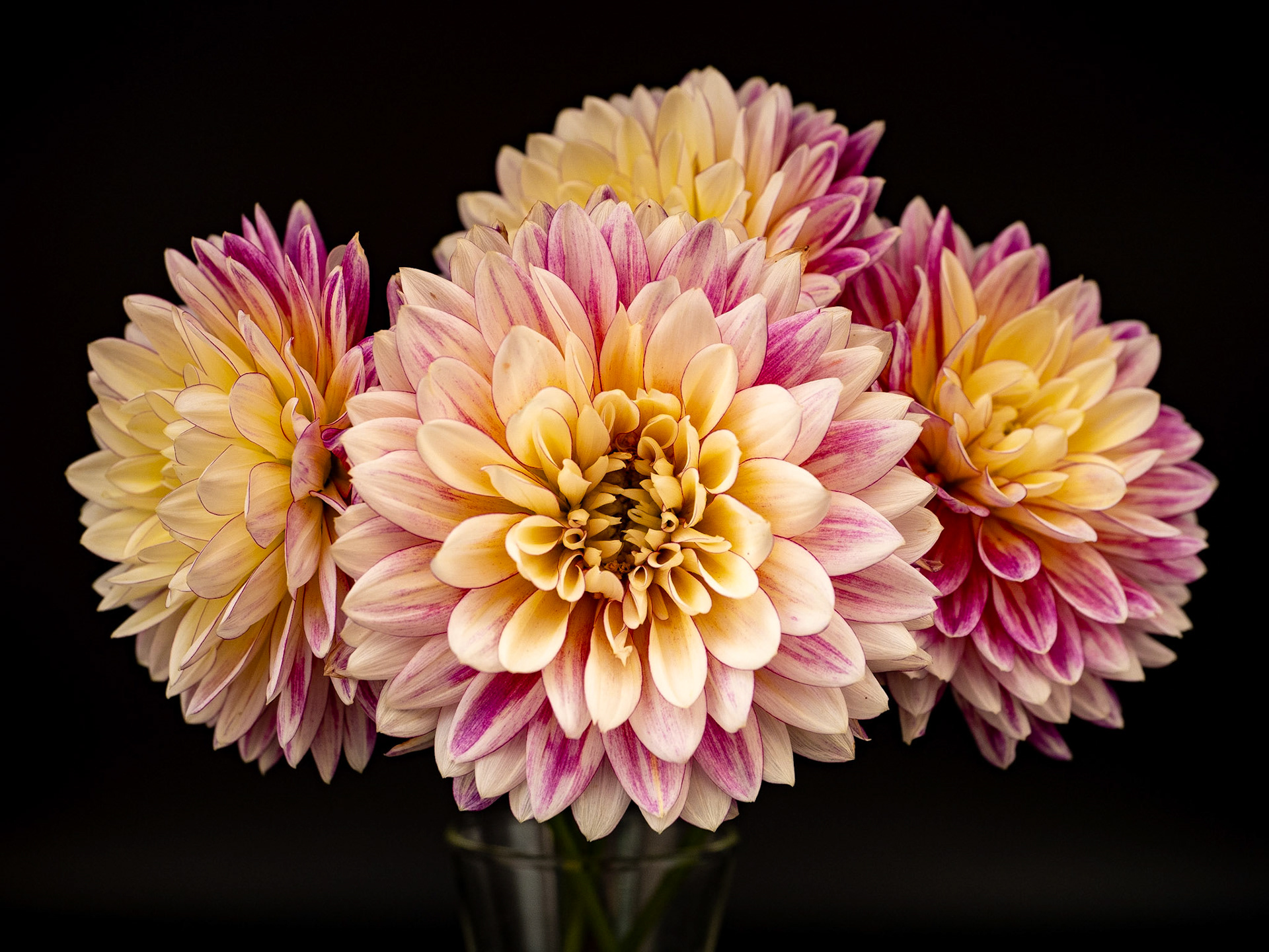 Dahlias, July 2020
