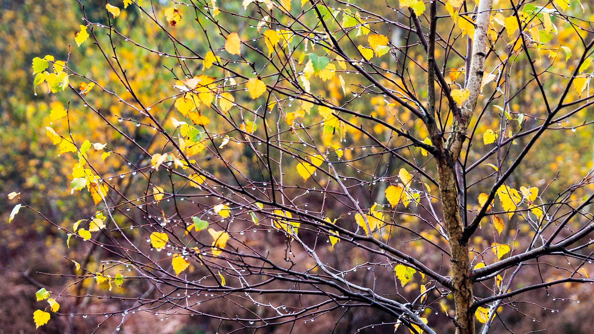 Snelsmore Common