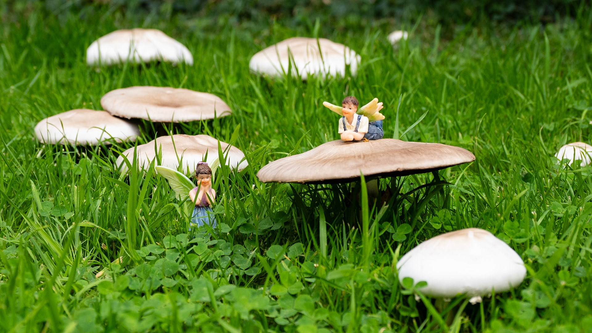 Fairy ring outside our house in Wantage, August 2023
