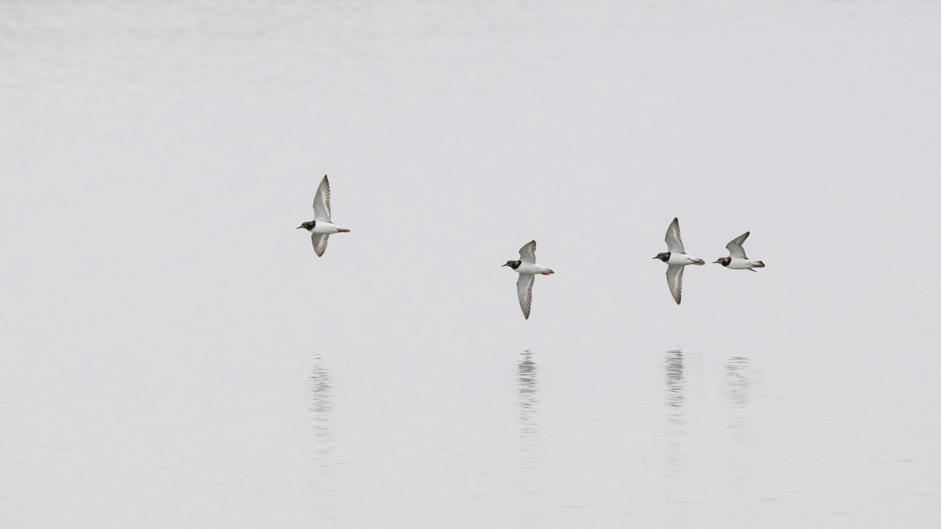 Hayling Island nature reserve, February 2024