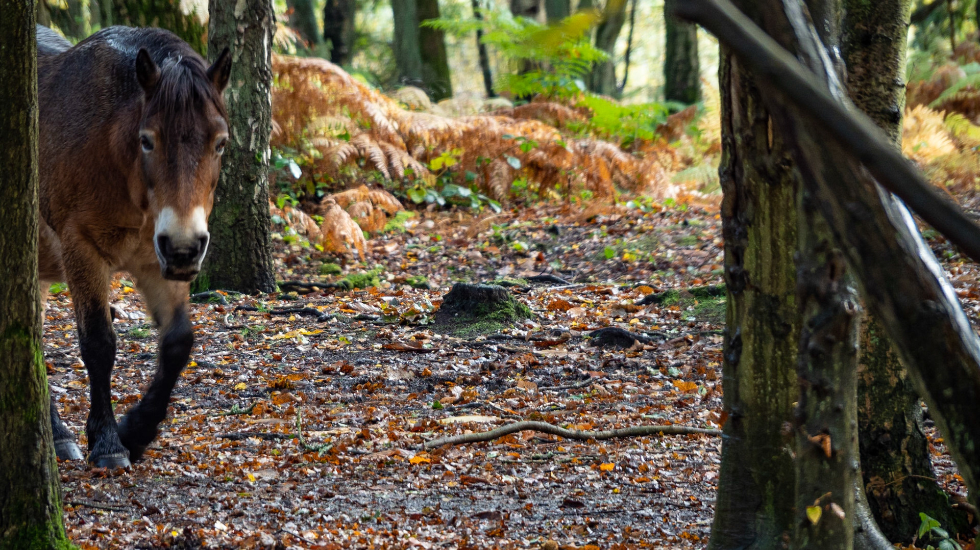 Snelsmore Common