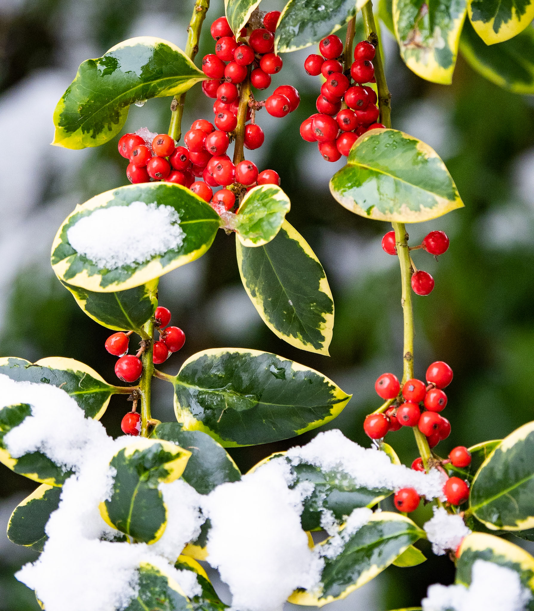 Golden varigated holly tree, Wantage, January 2021