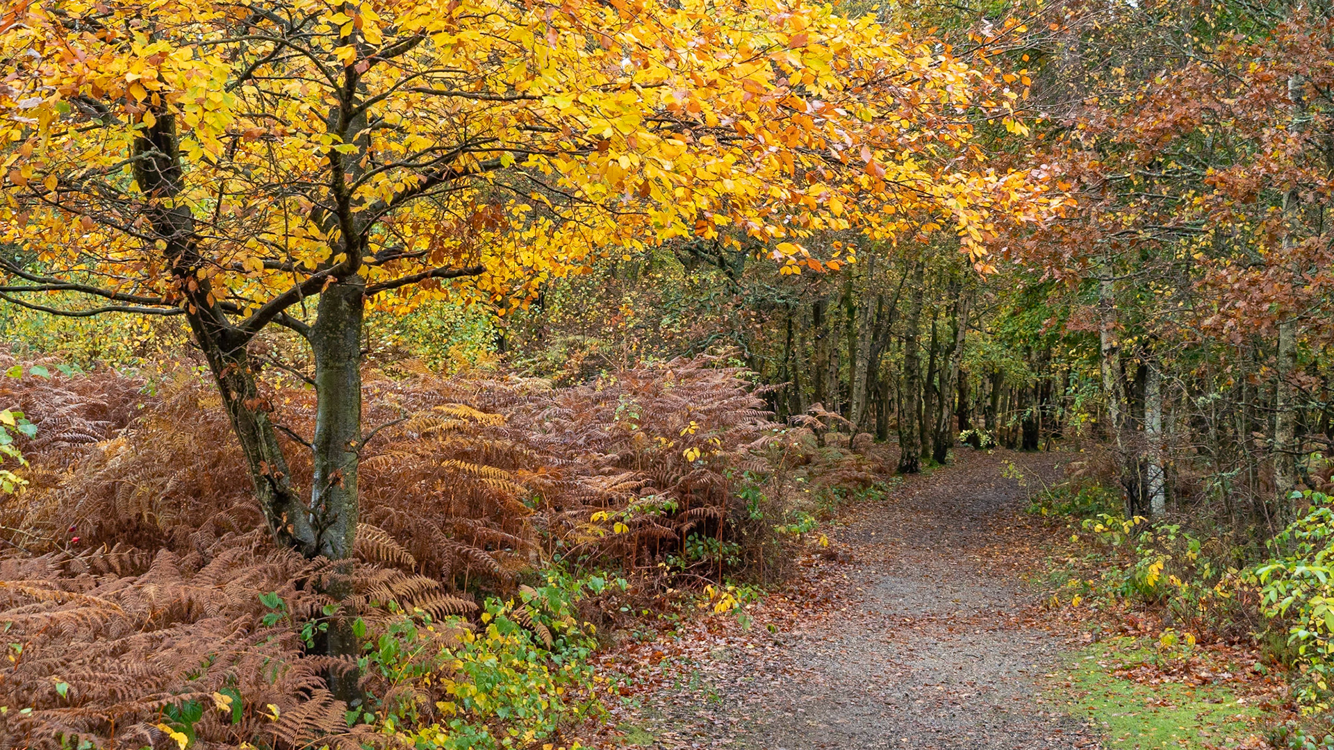 Snelsmore Common