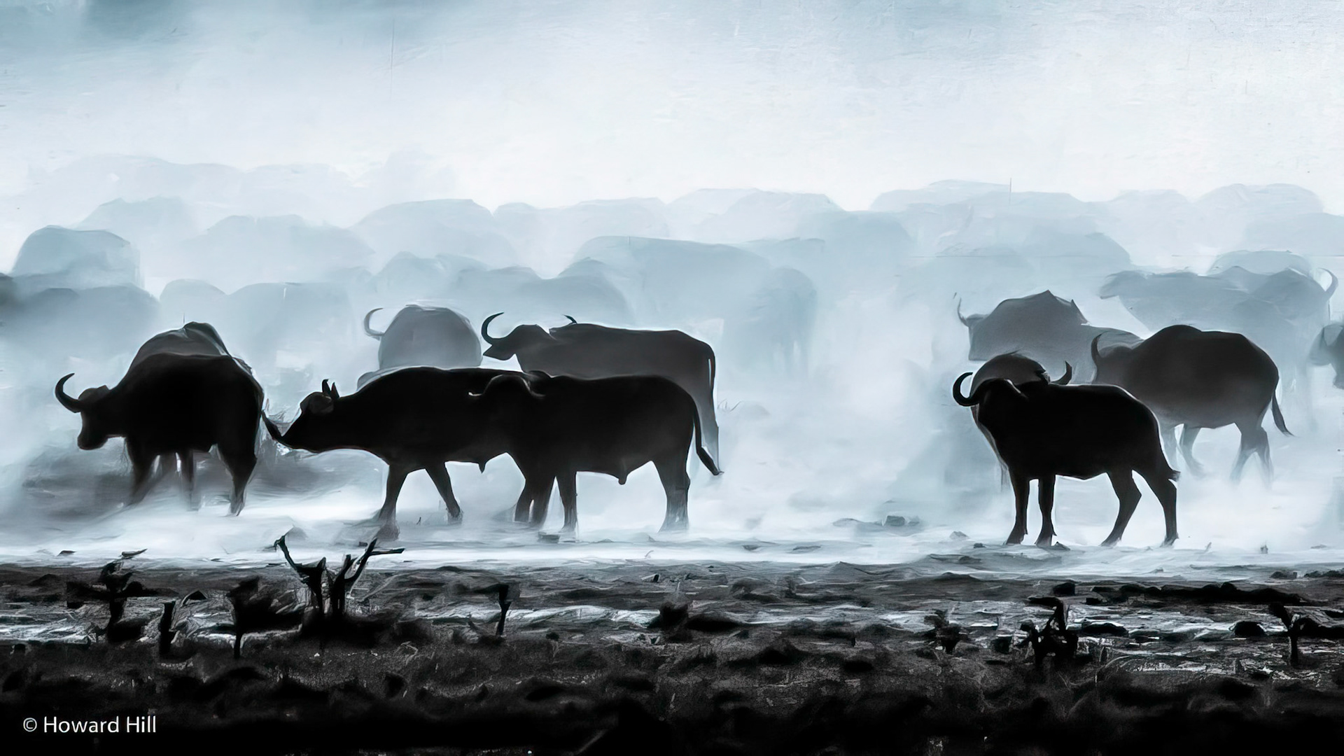 Buffalo in Tsavo, Kenya 1982