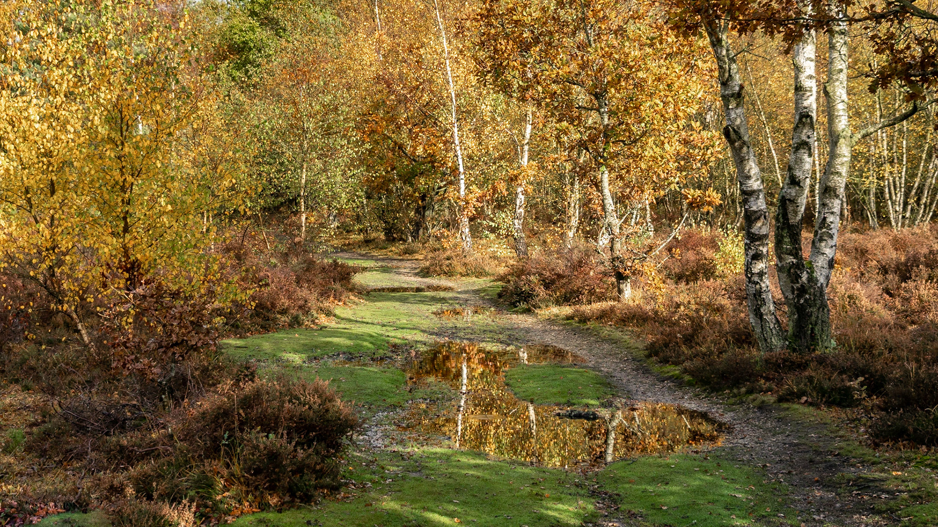 Snelsmore Common