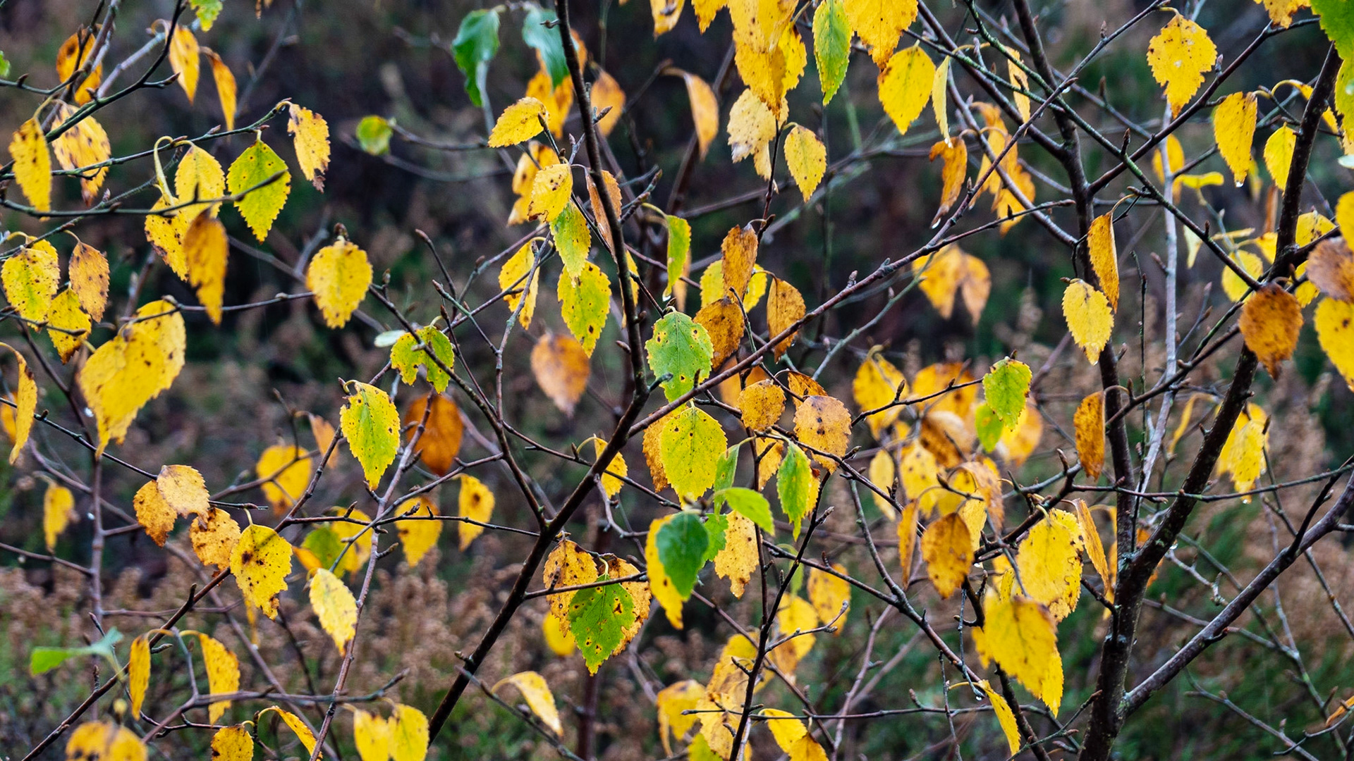 Snelsmore Common