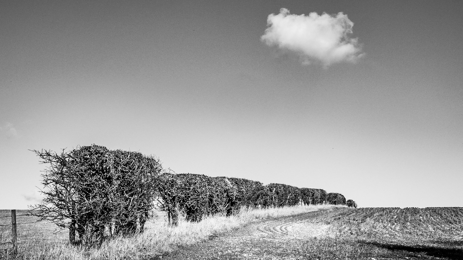 Segsbury Camp walk, February 2021