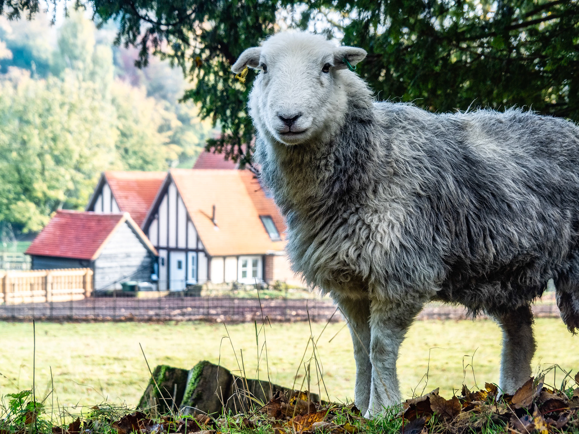 A sheep! West Lockinge, November 2019