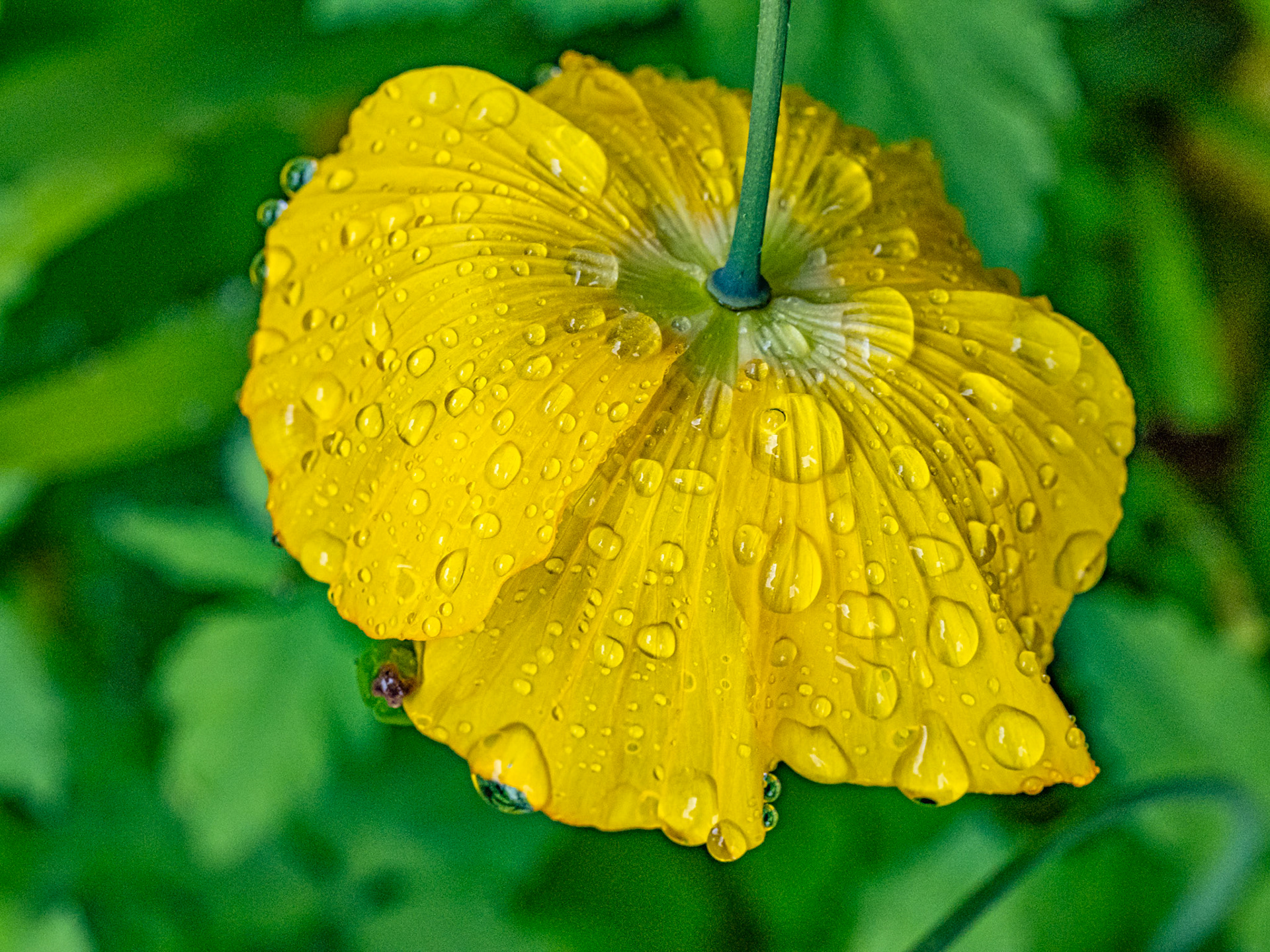 Yellow poppy, April 2020
